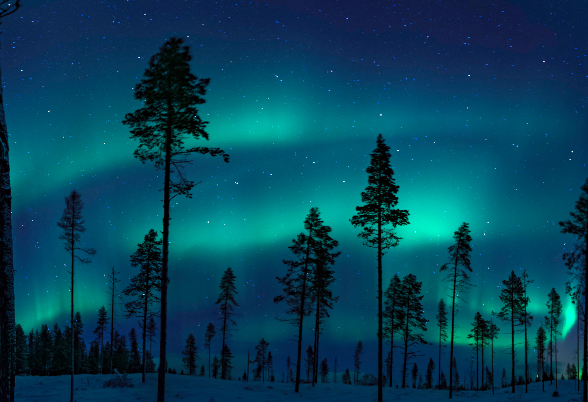 The Aurora Borealis illuminates the night sky within a Swedish forest.