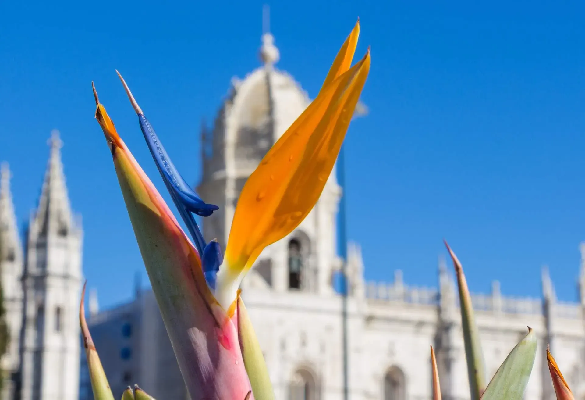 Strelitzia Reginae flower closeup (bird of paradise flower) in front of the Hieronymus monastery in Isbon Portugal