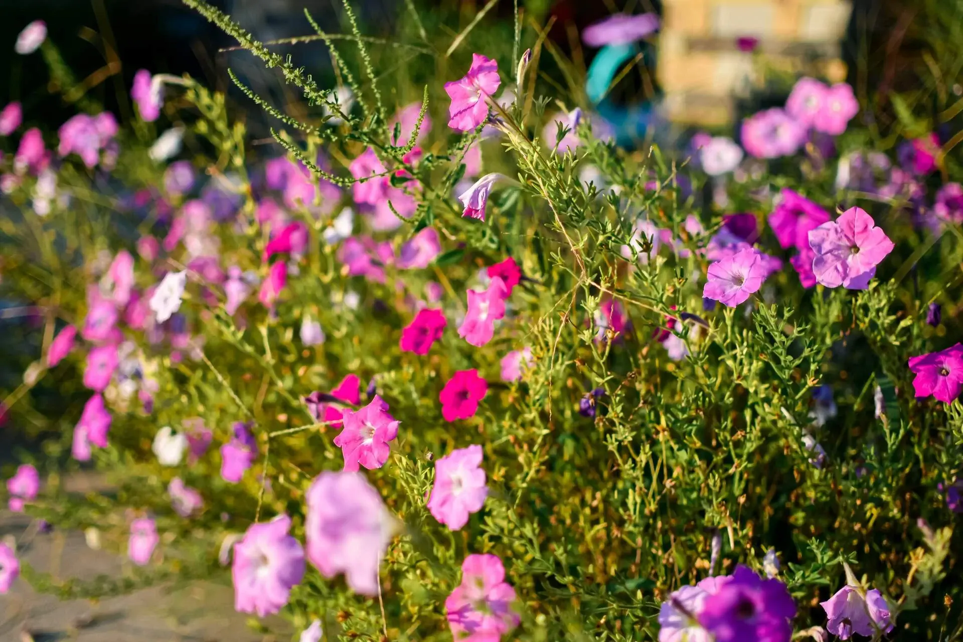 Purple flowers in different shades of purple in full bloom.