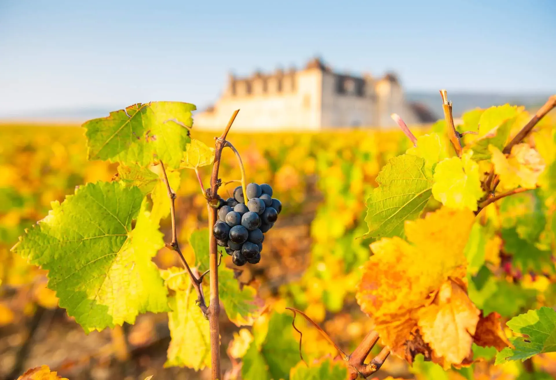 A cluster of black grapes growing on its tree with green and yellow leaves.