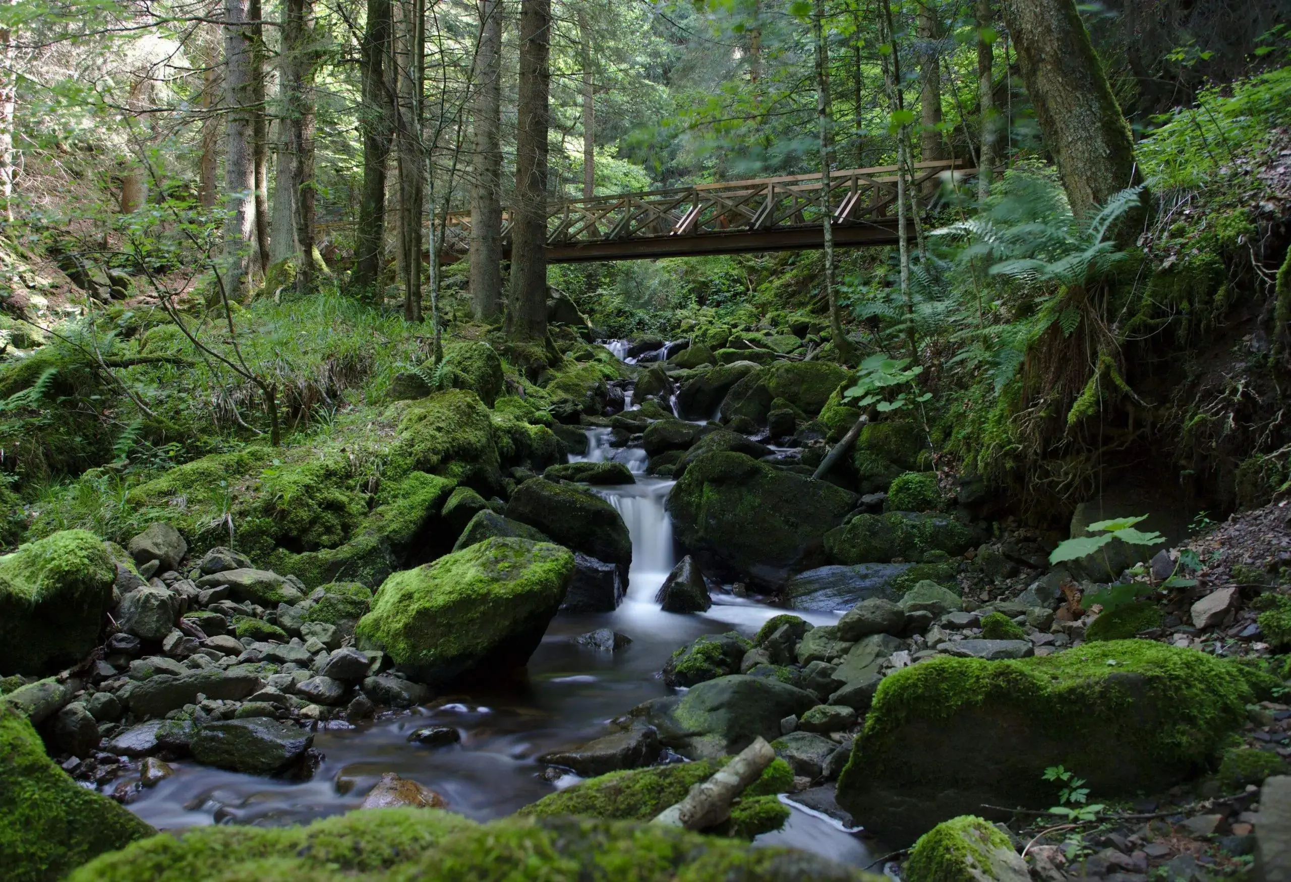 Suspended wooden bridge over river in a mossy wood