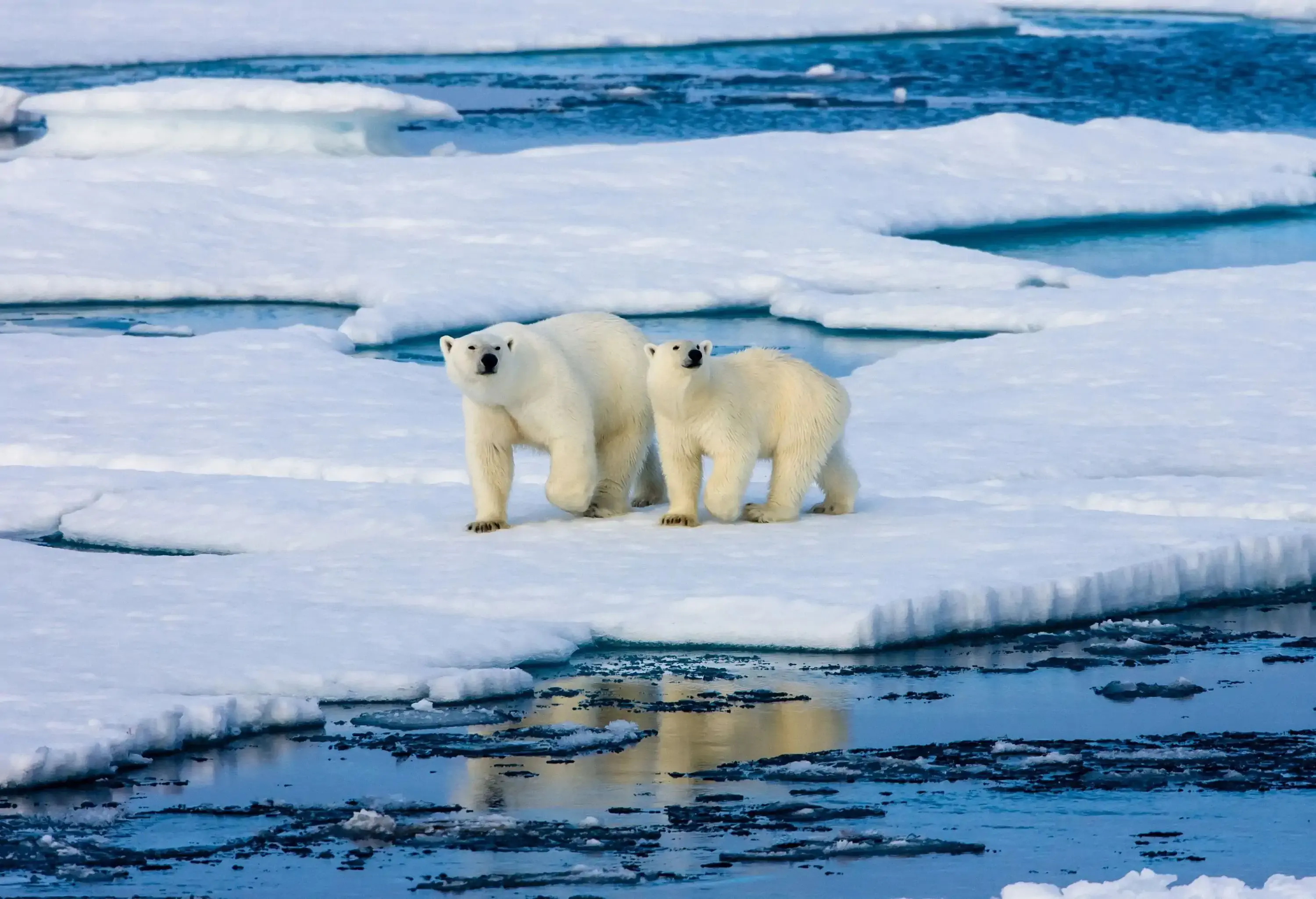 Two polar bears walking across a thick sheet of ice floating in the water.