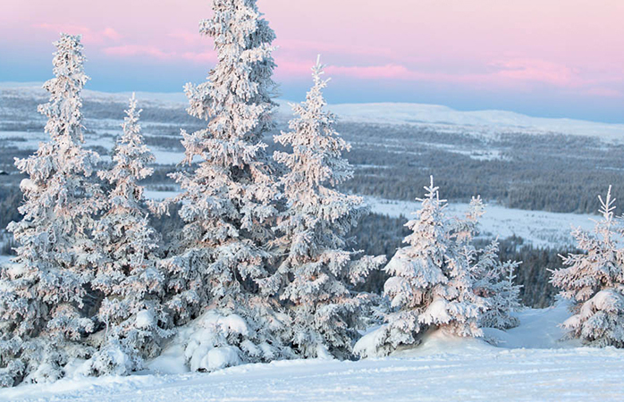 Snöhättade träd och rosaskimrande himlar över Himos, en av Finlands vackraste platser att åka skidor på. 