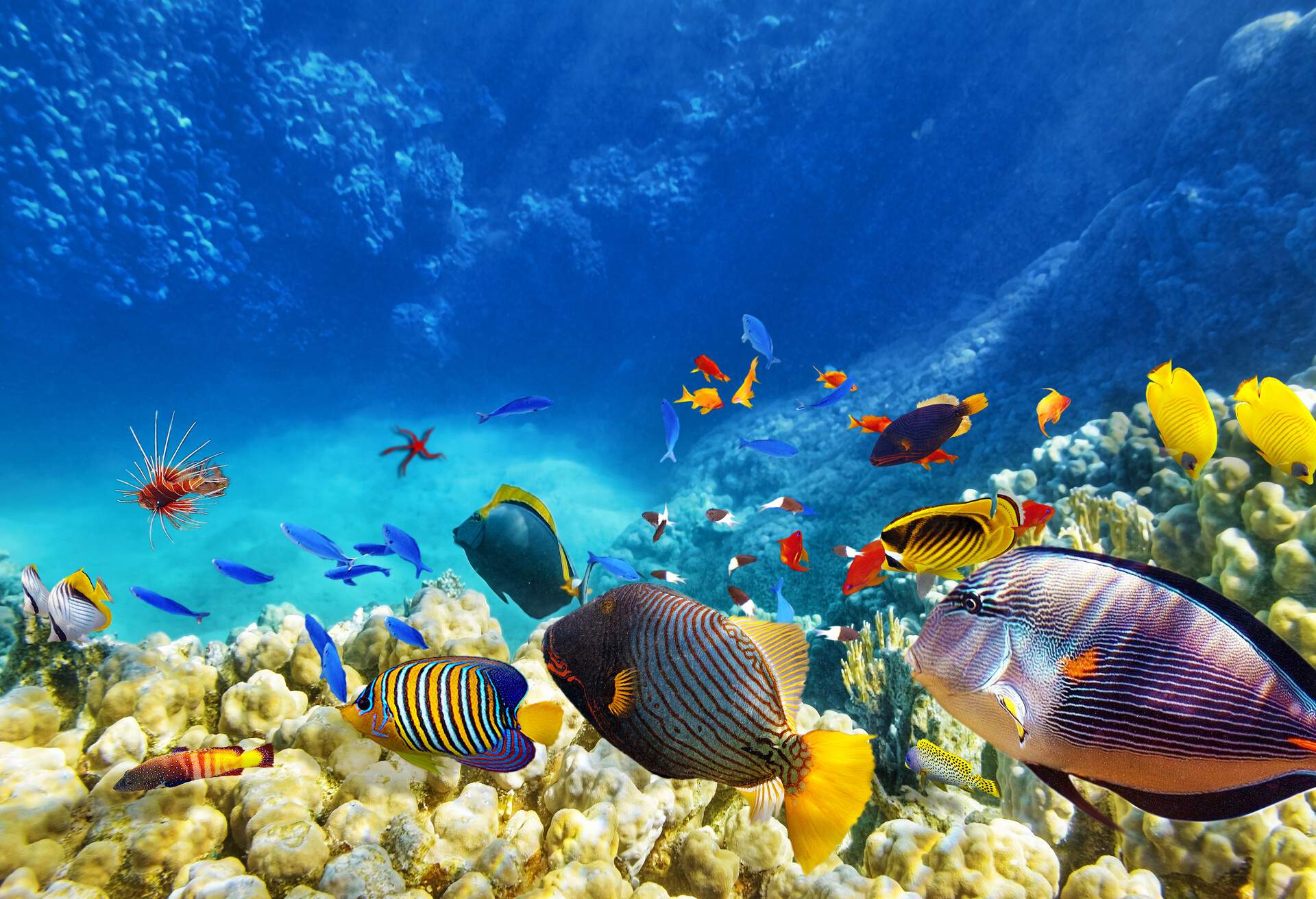 A school of colourful fish swimming above a colony of corals underwater.