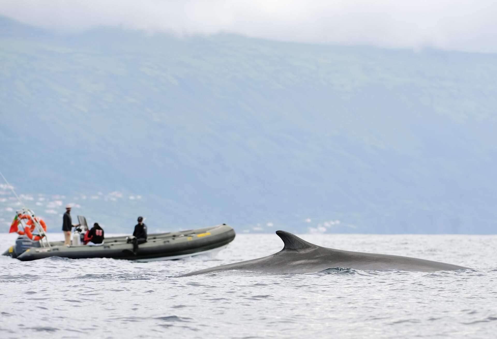 PORTUGAL_AZORES-ISLANDS_PICO_THEME_WHALE-WATCHING