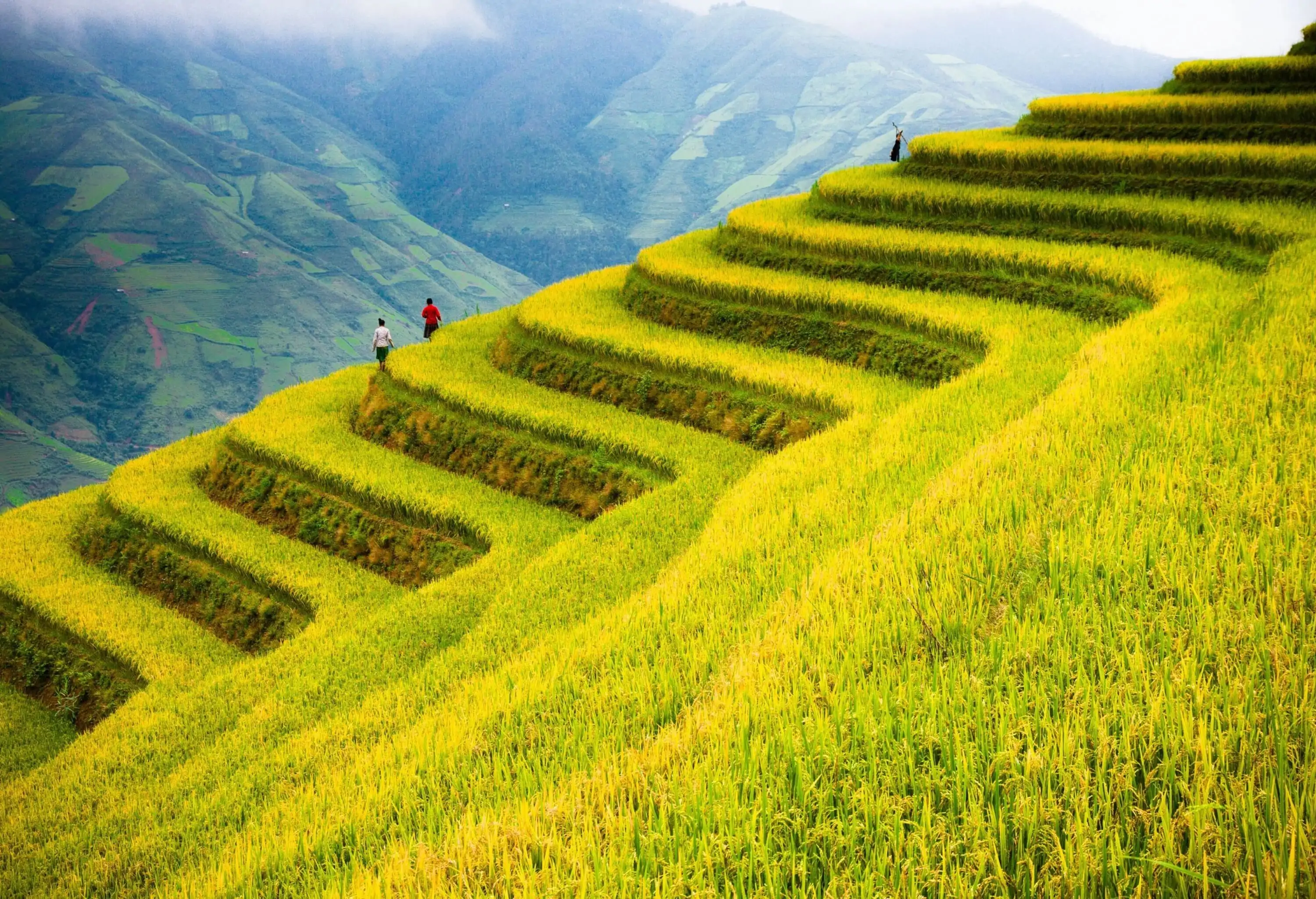 People walking along the edge of lush rice terraces on the slopes of a mountain.