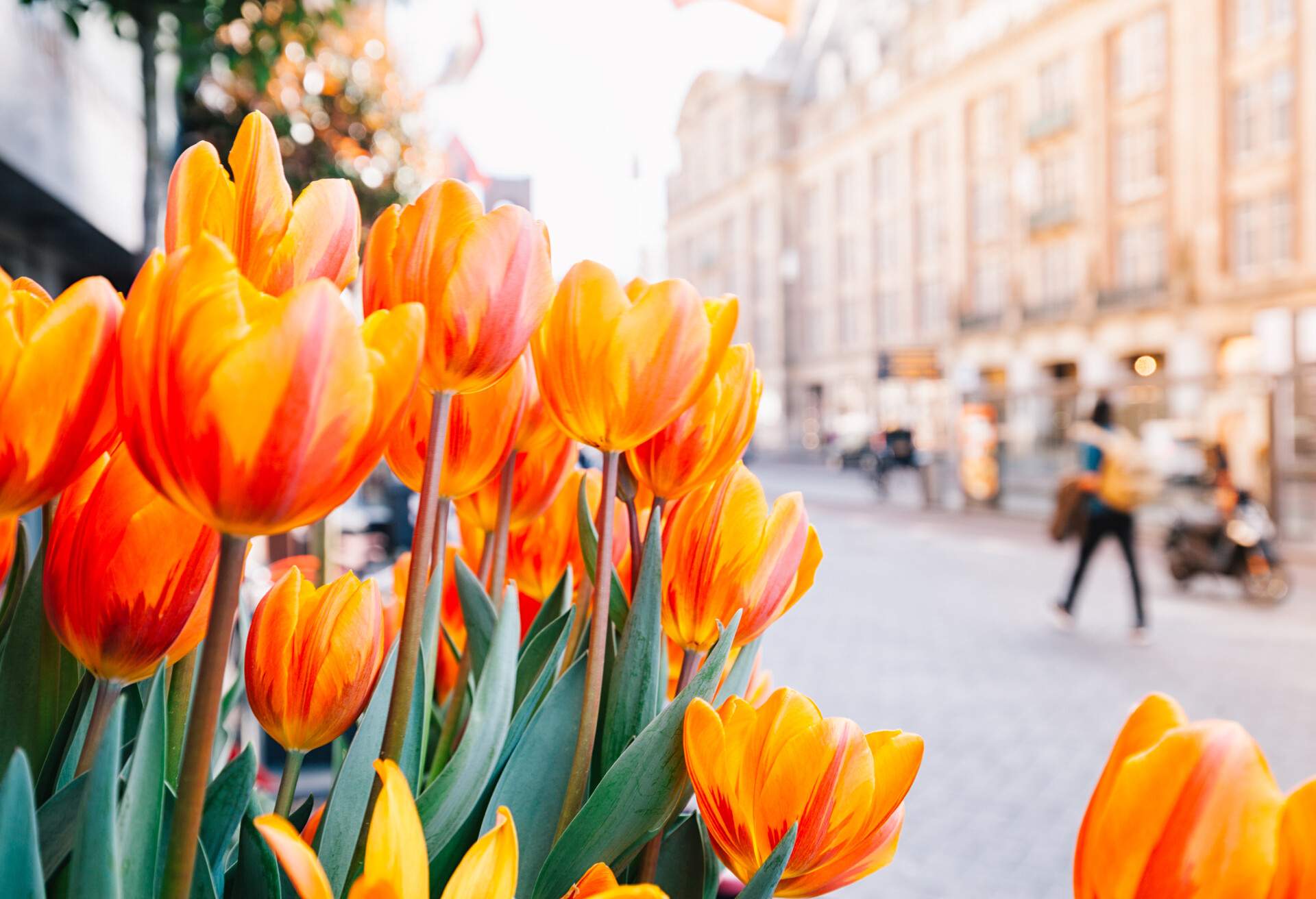 DEST_NETHERLANDS_AMSTERDAM_THEME_SPRING_TULIPS_GettyImages-638641960
