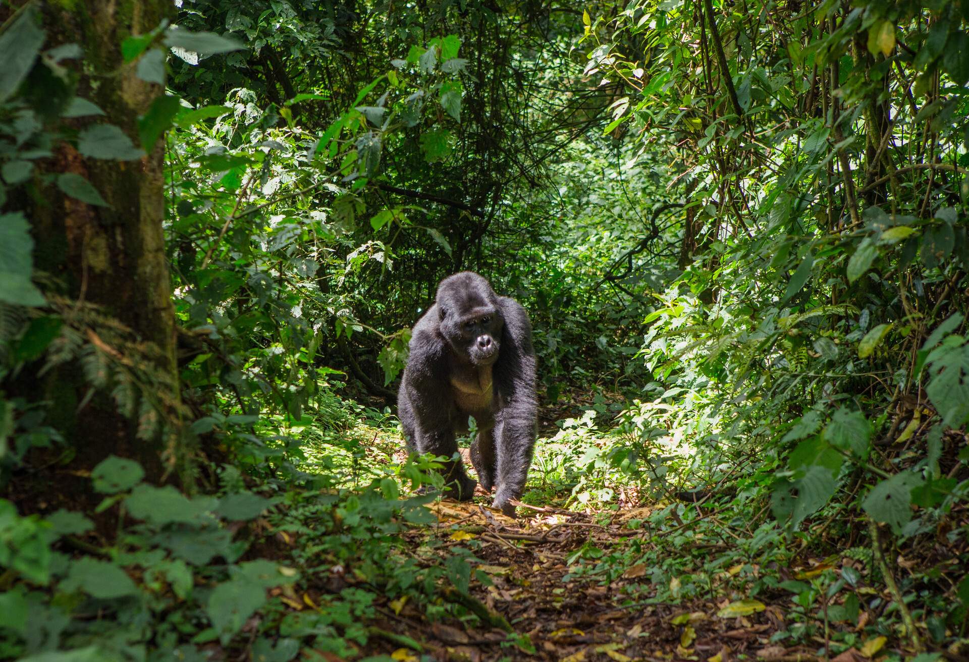 Mountain gorillas in the rainforest in Uganda. Bwindi Impenetrable Forest National Park