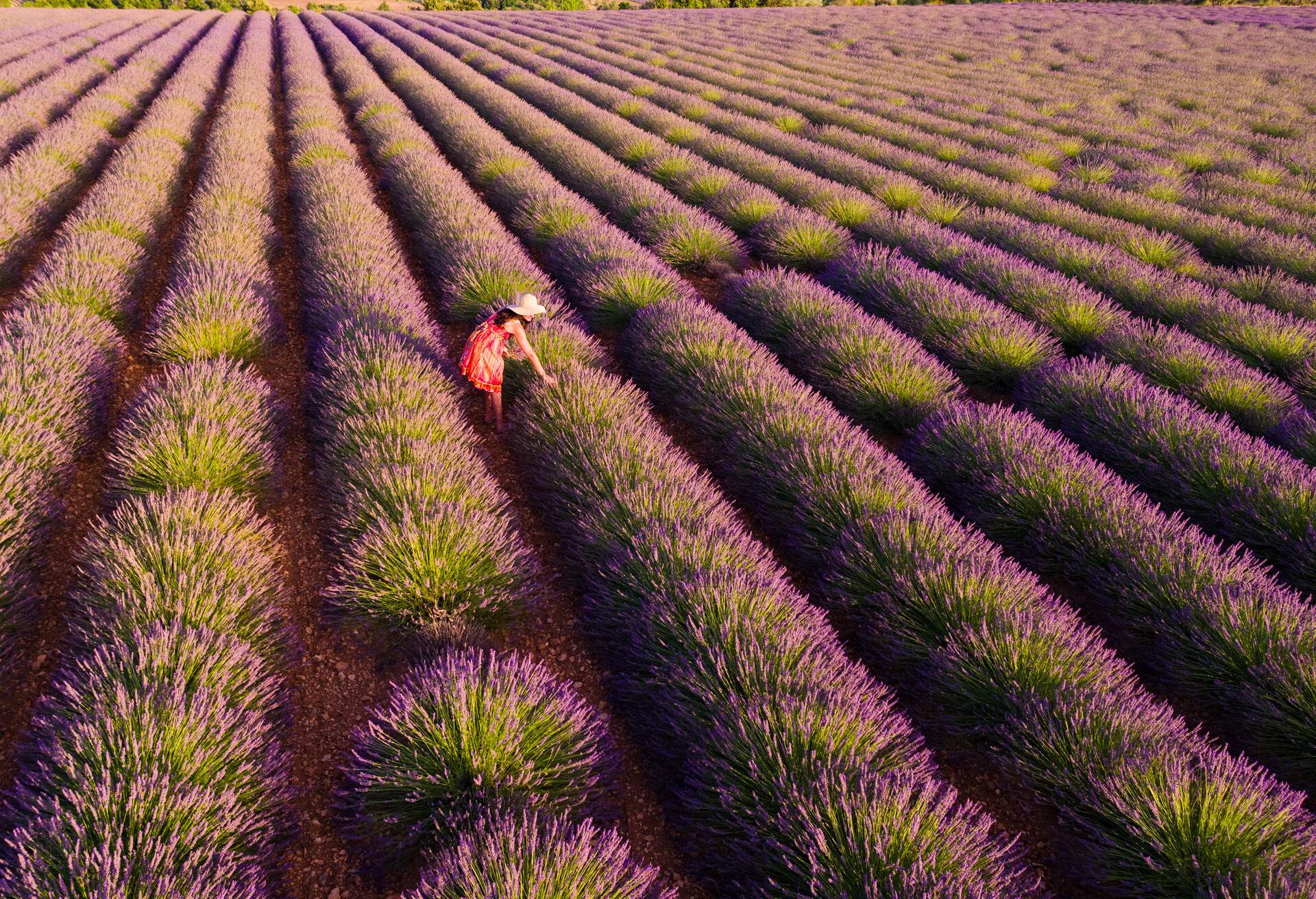 Woman in a lavender field in summer, Provence, France