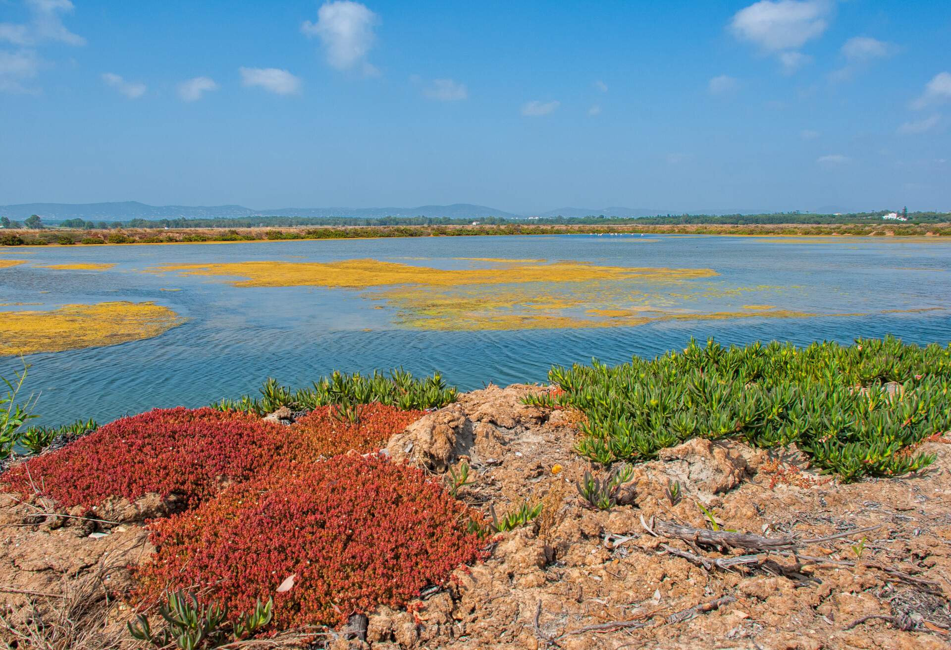 Marshes in the Ludo district of Ria Formosa Natural Park, Faro, Algarve, Portugal, Europe