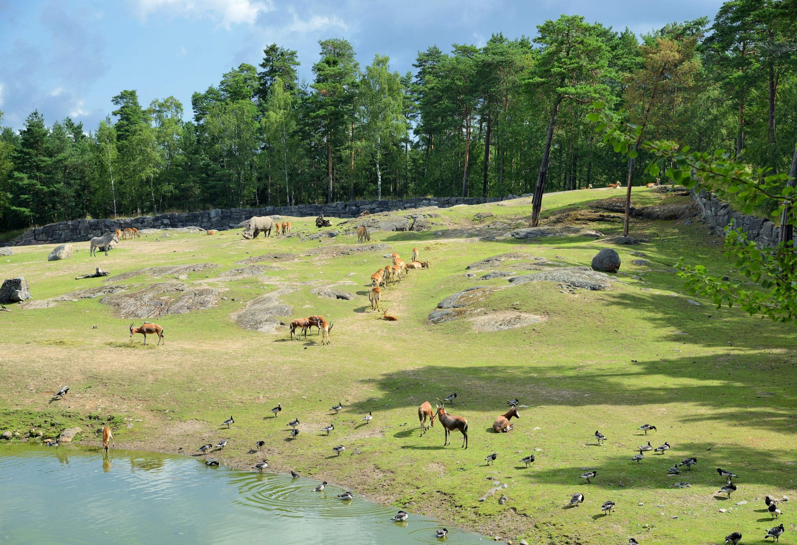Zoo animals grazing on a ground near a pond surrounded by trees.