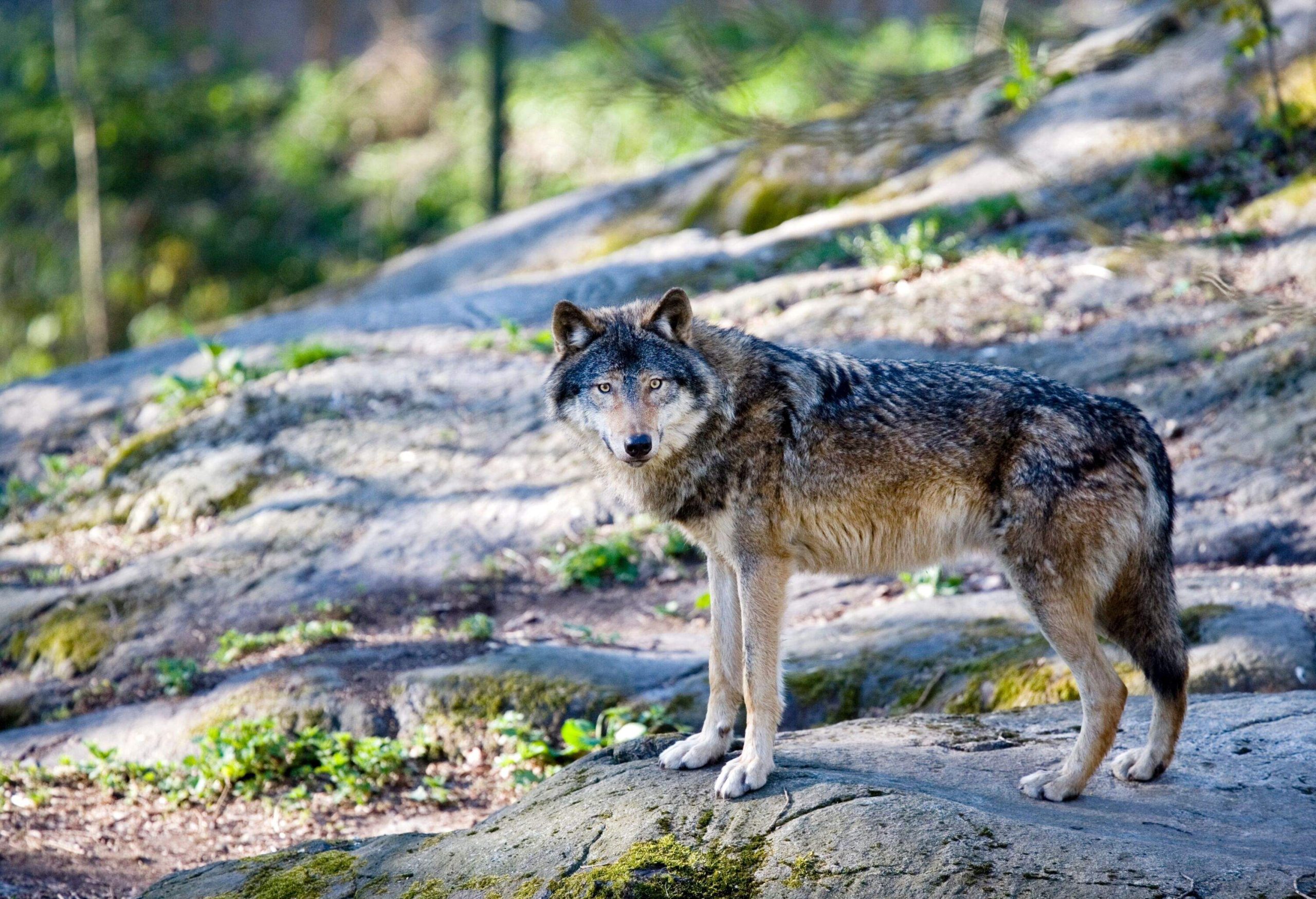 Wolf in nature on rocks in a wood in northern Europe