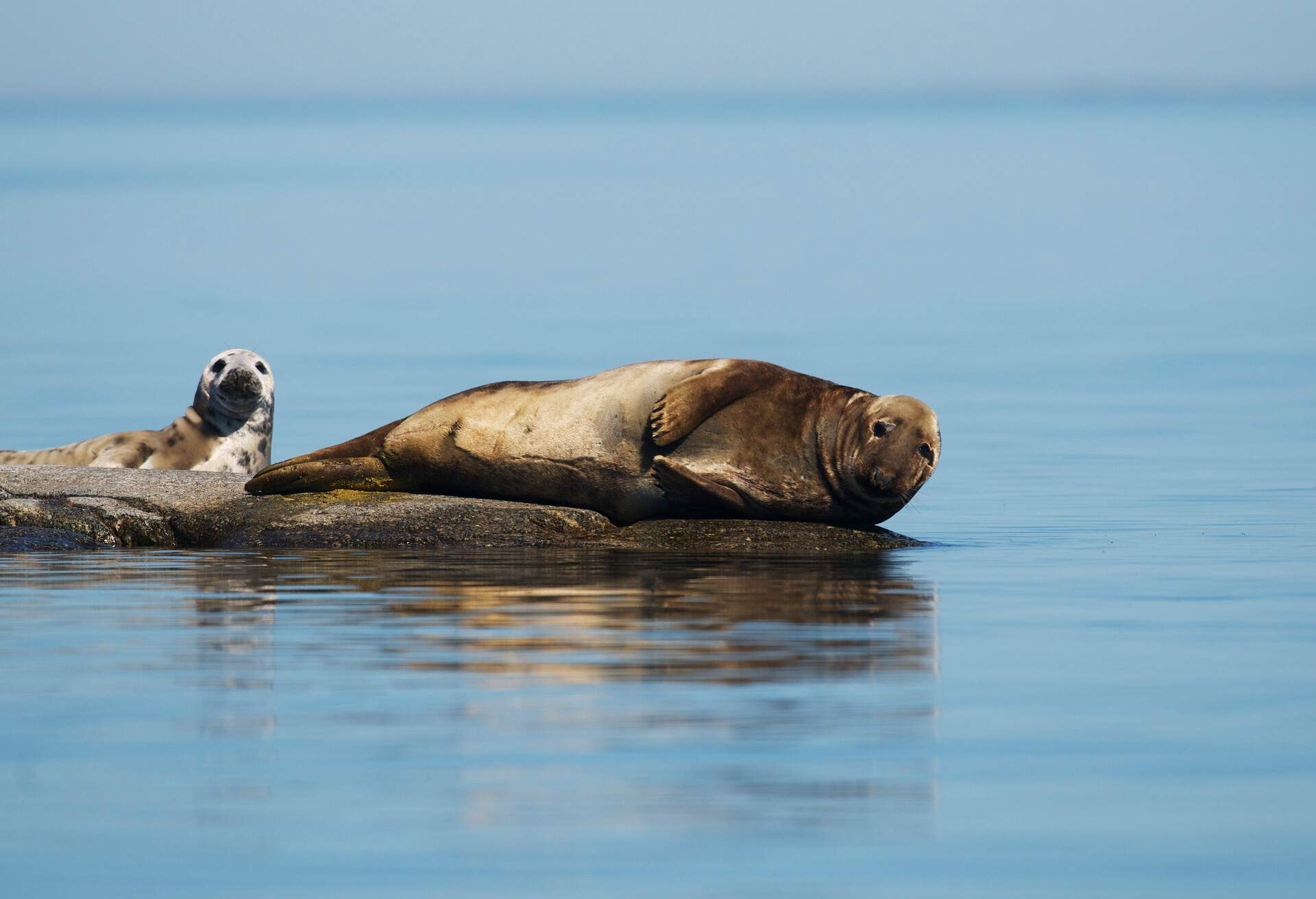 DEST-SWEDEN_THEME_NATURE_SEALS_GettyImages-487745305