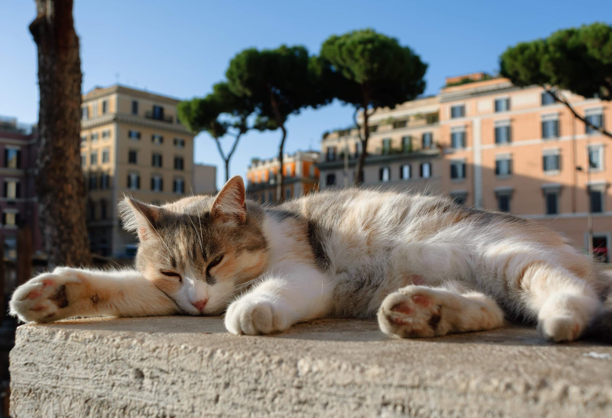 A contented cat takes a nap on a smooth concrete platform.