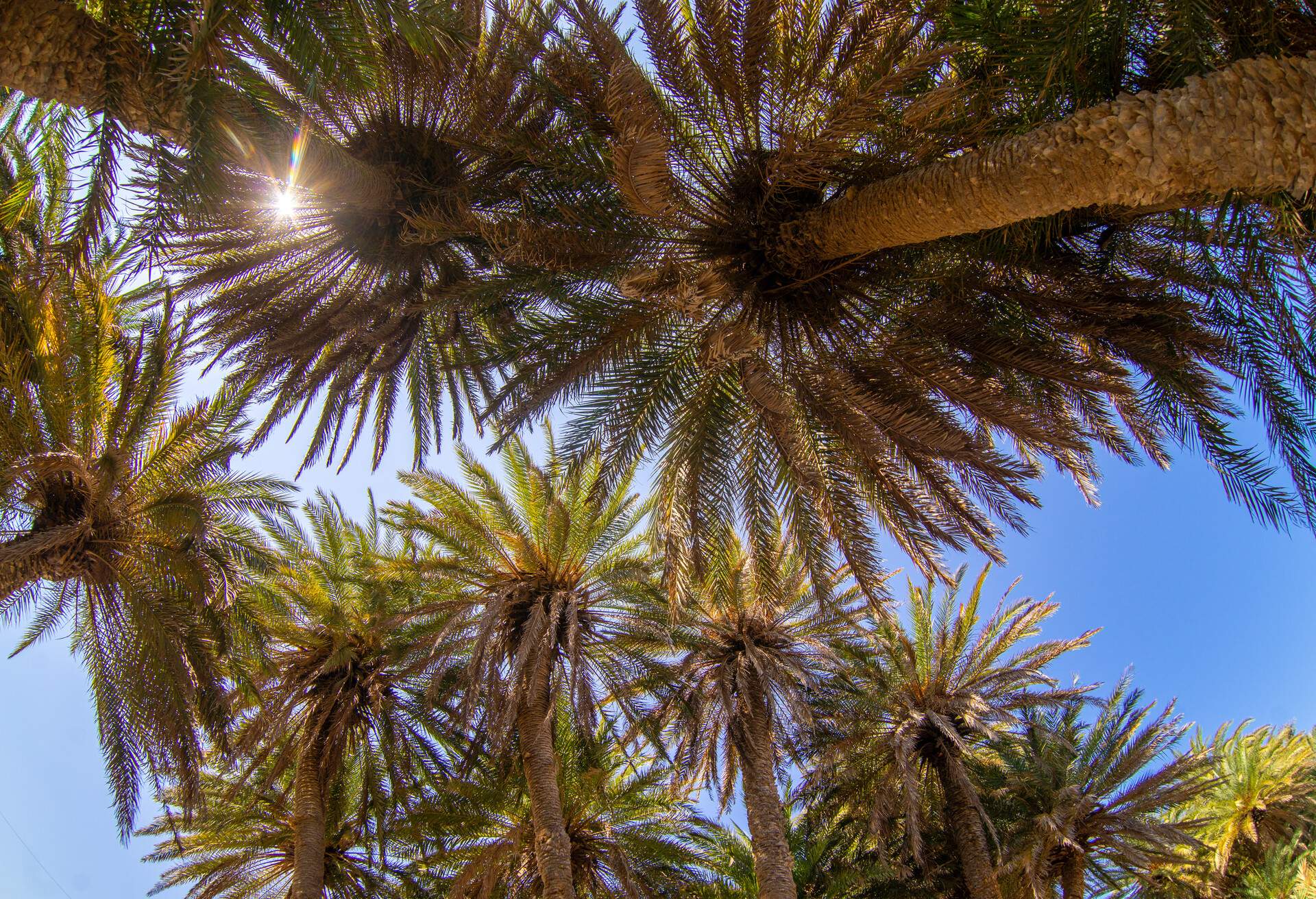 Palm trees on Crete, Greece