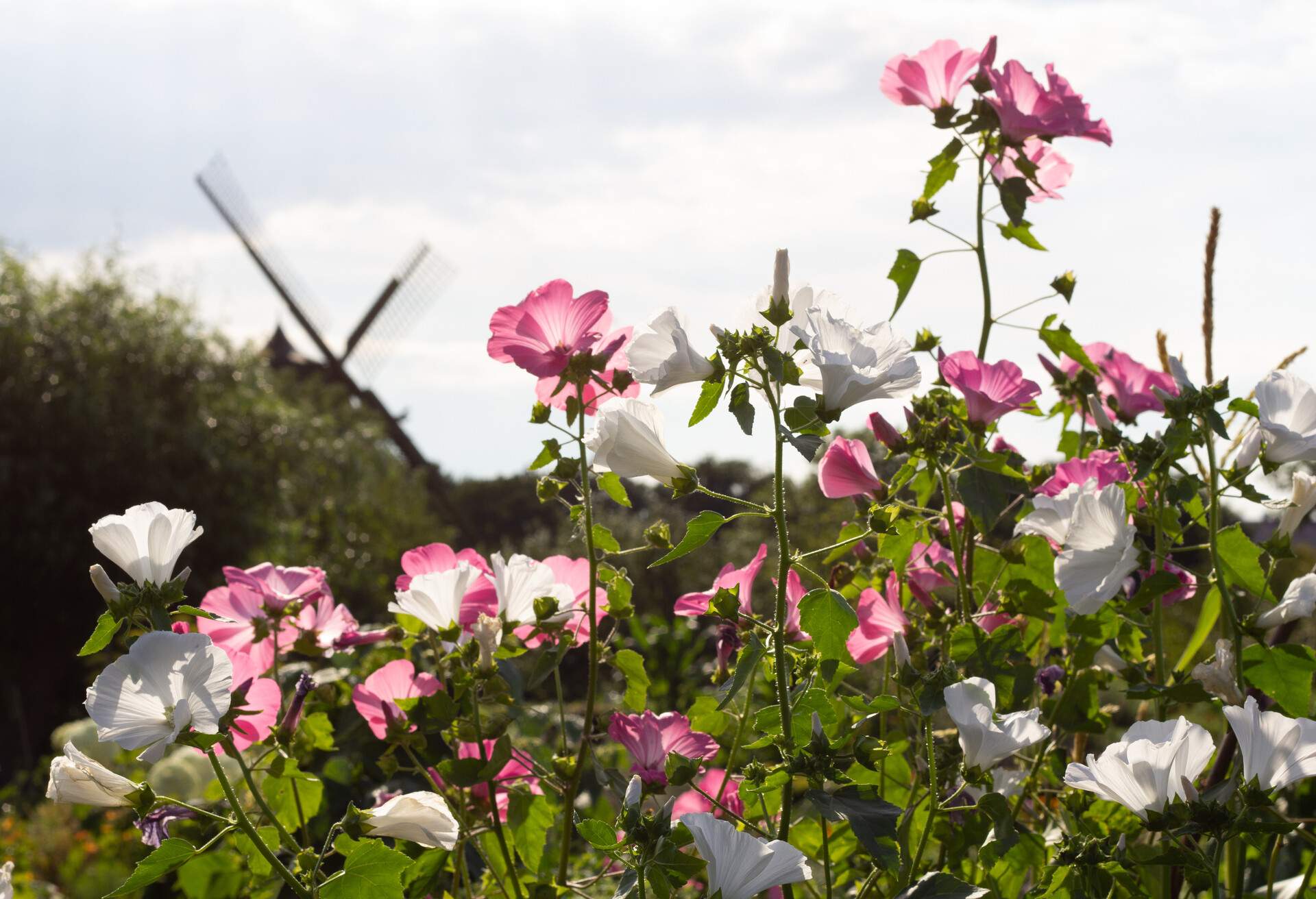 Some pastel colored flowers in pink and white is visible in front of the old windmill in the park called Slottsträdgården in Malmö, Sweden.