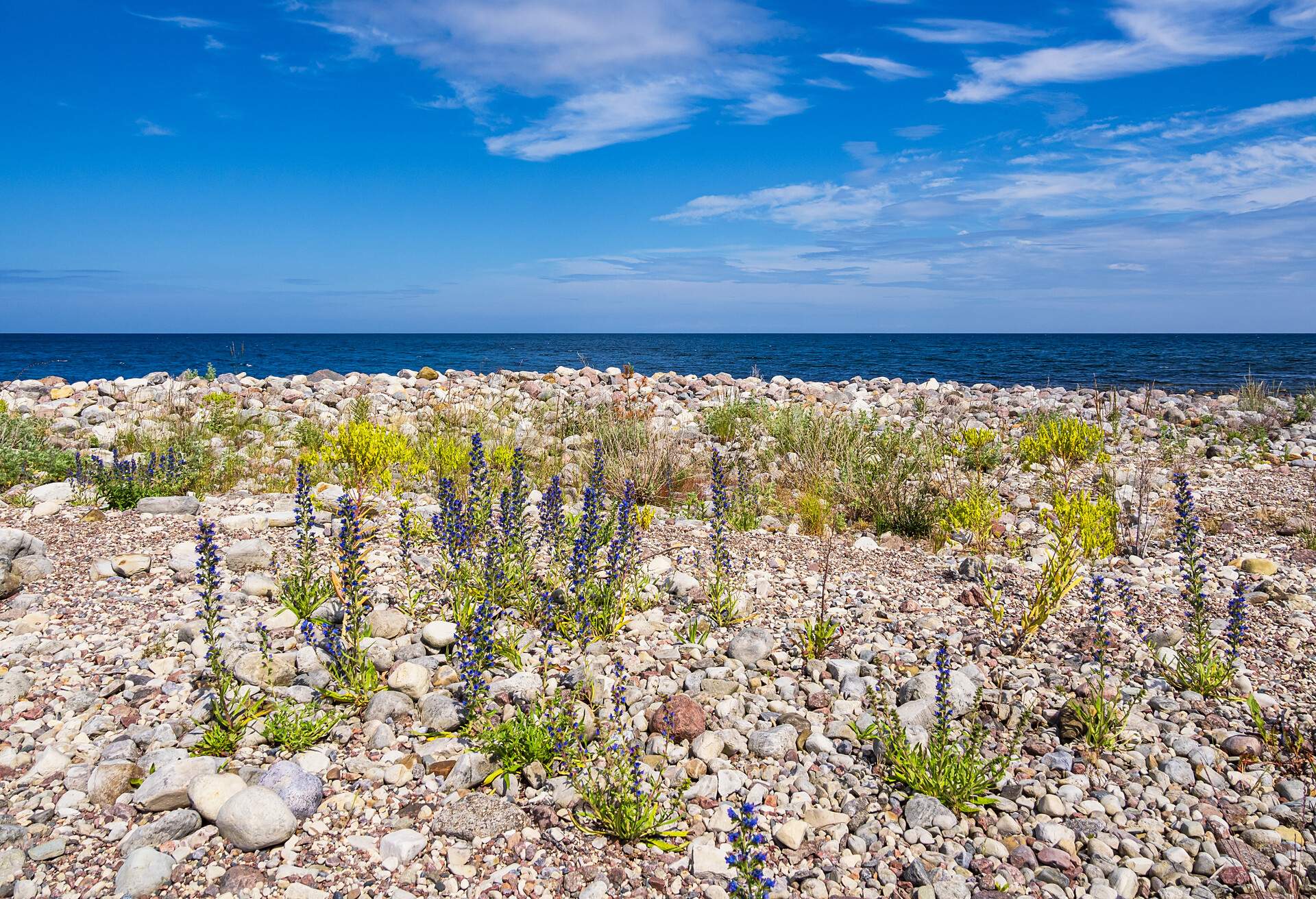Peebles field Neptuni Åkrar on shore of the Baltic Sea on the island Öland in Sweden.