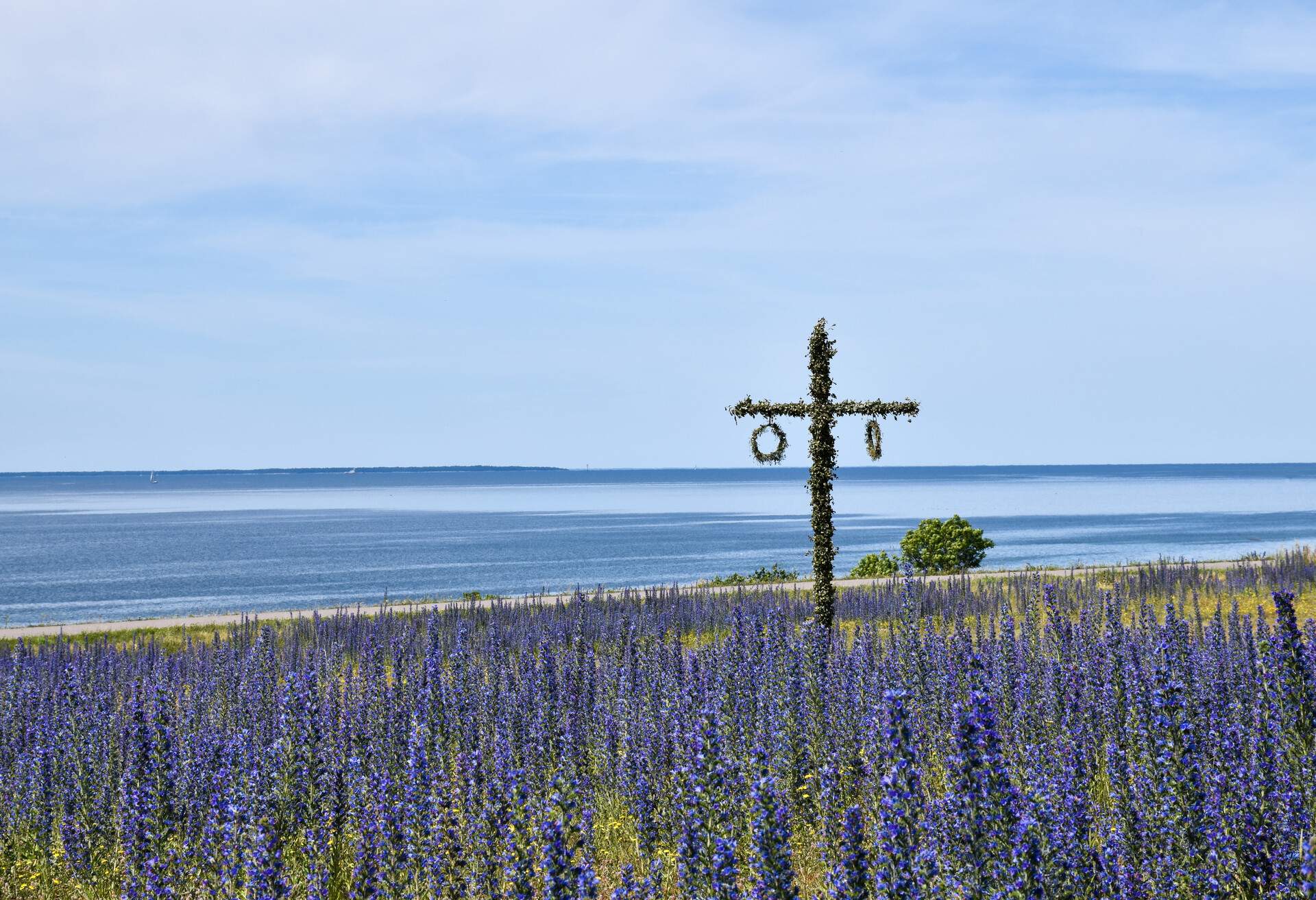 Maypole in a blossom blueweed field by the coast of the Baltic Sea
