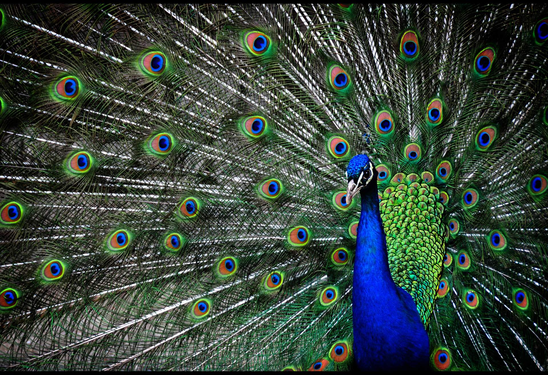 THEME_ANIMAL_PEACOCK_GettyImages