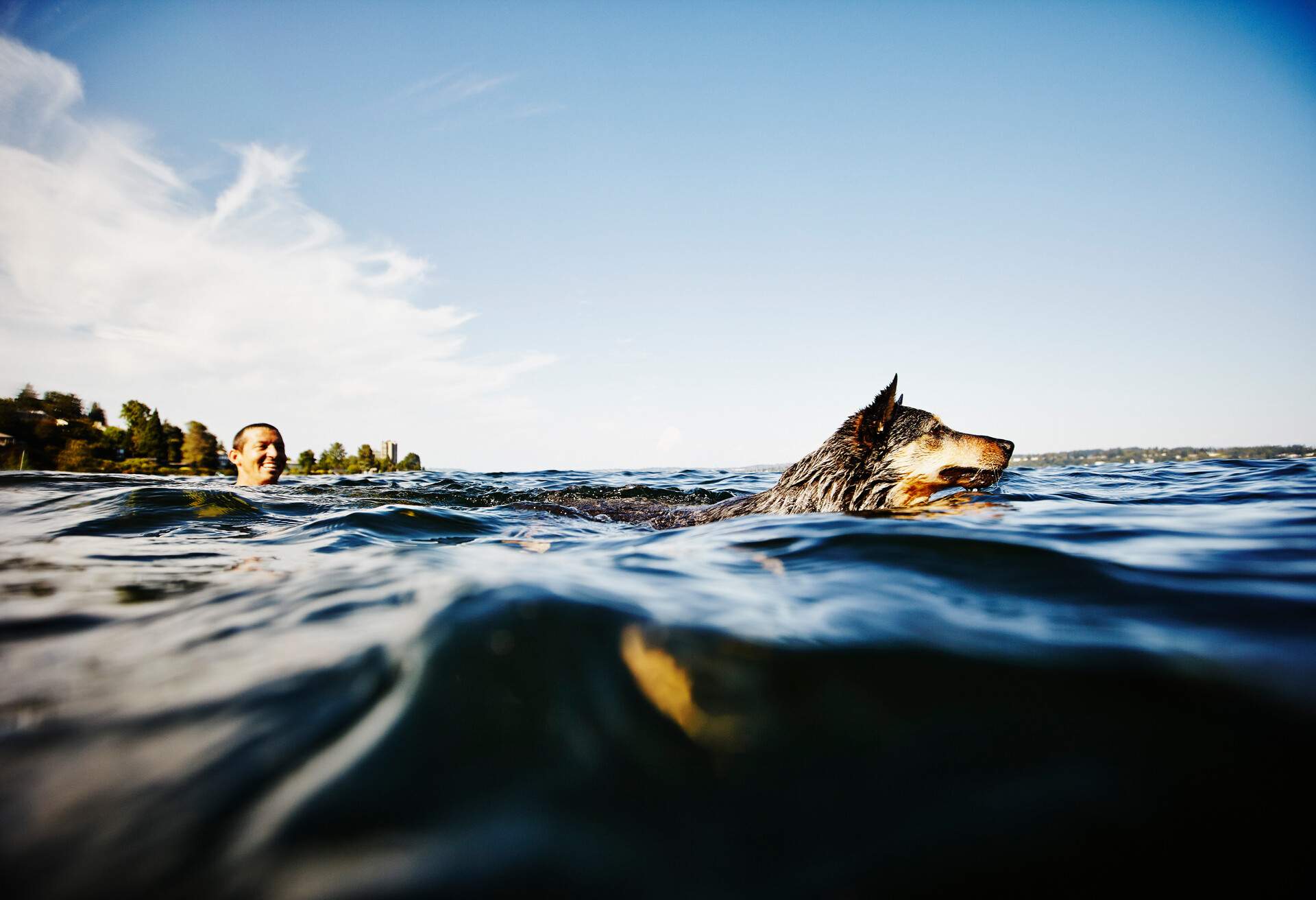 Smiling man swimming with Australian cattle dog in lake on summer afternoon