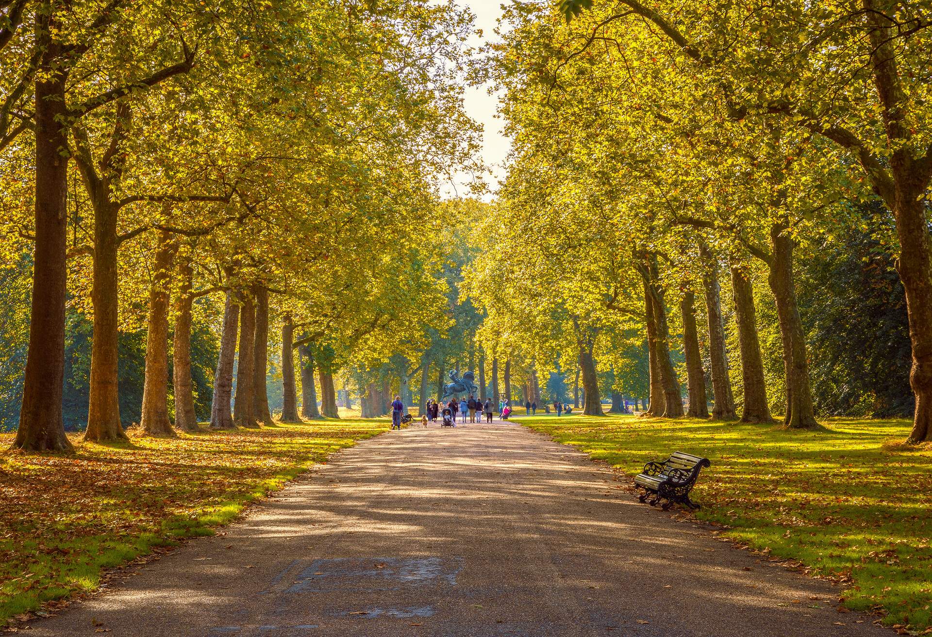 Tree lined street in Hyde Park London, autumn season; Shutterstock ID 497801653; Purchase Order: SF-06928905; Job: ; Client/Licensee: ; Other: