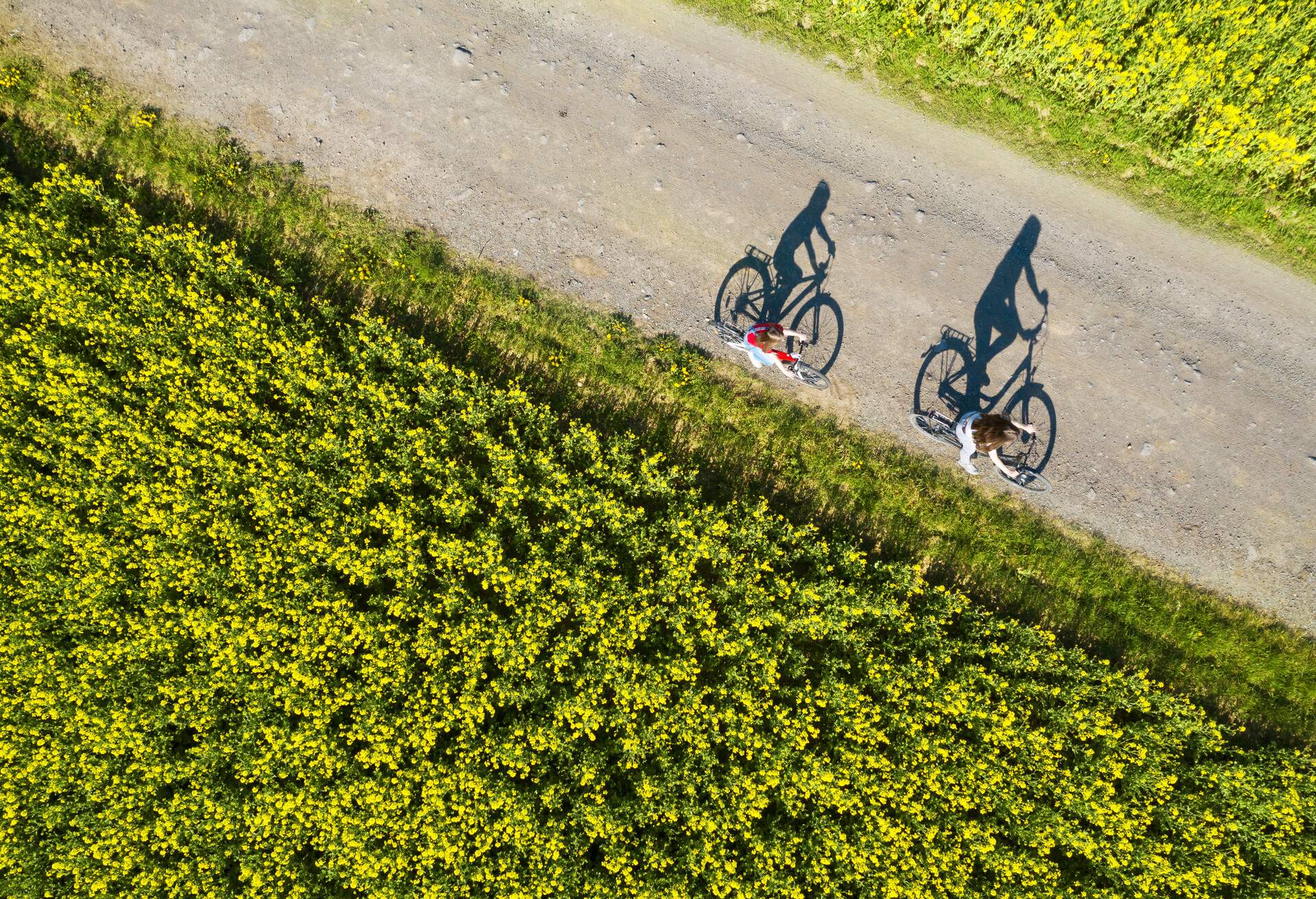 Aerial view of bicycle shadows on the empty asphalt road between rapeseed field