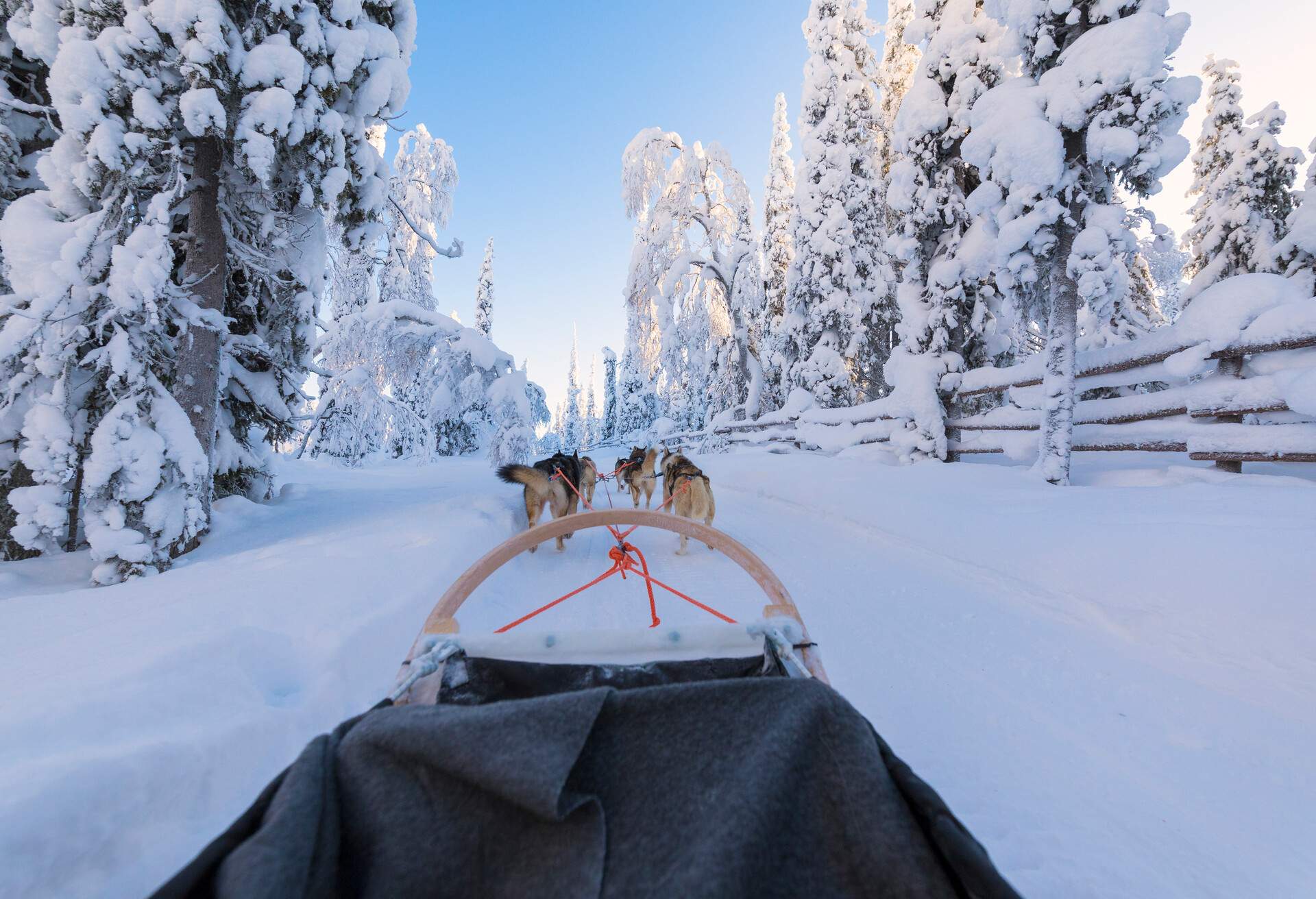 Perspective view of a person on a sledge being dragged by dogs on a snow-covered land surrounded by frosted trees.