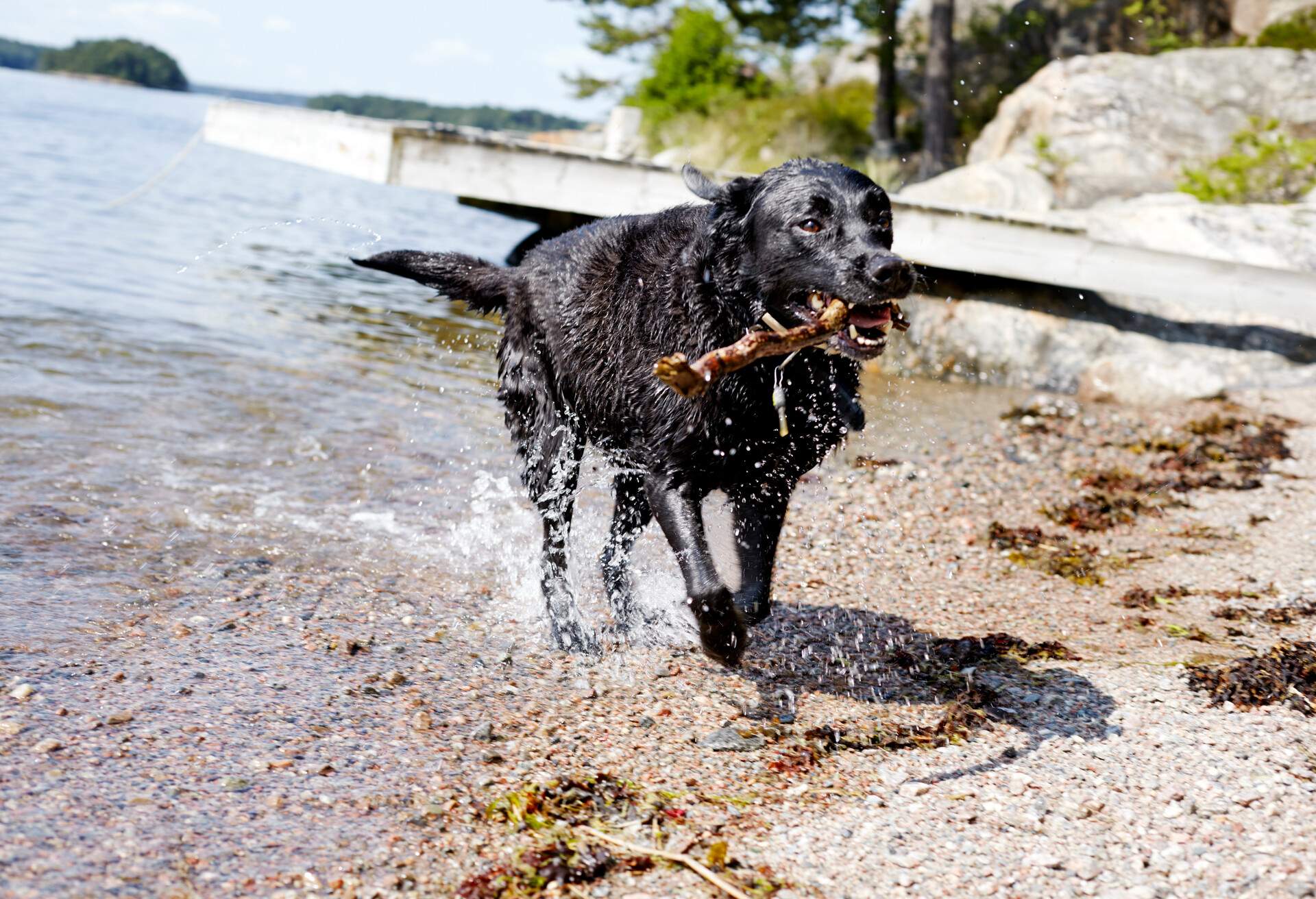 DEST_SWEDEN_STOCKHOLM_THEME_DOG-BEACH_GettyImages-694020625