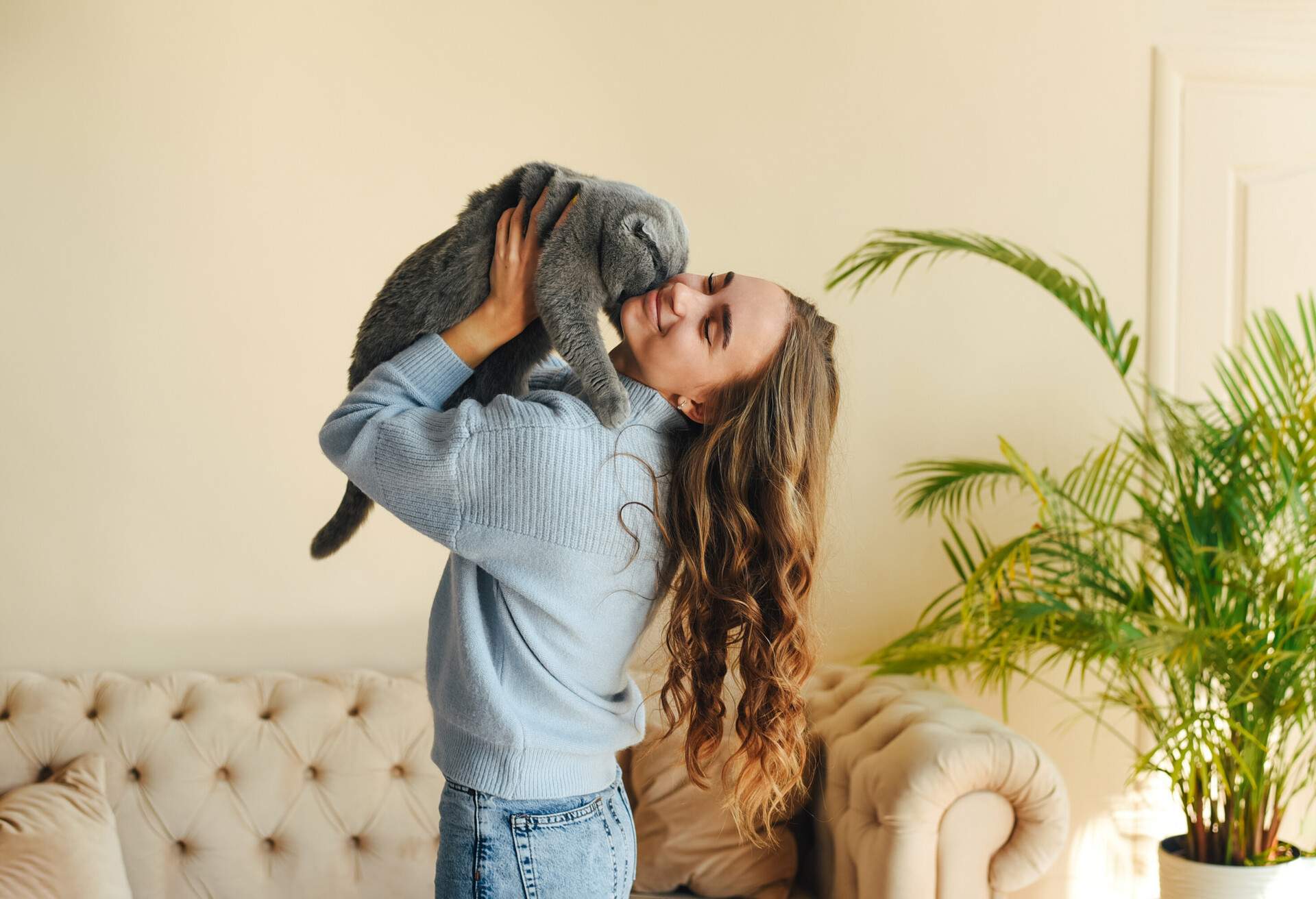 Young beautiful girl with a pet cat. British fold stubborn gray cat.