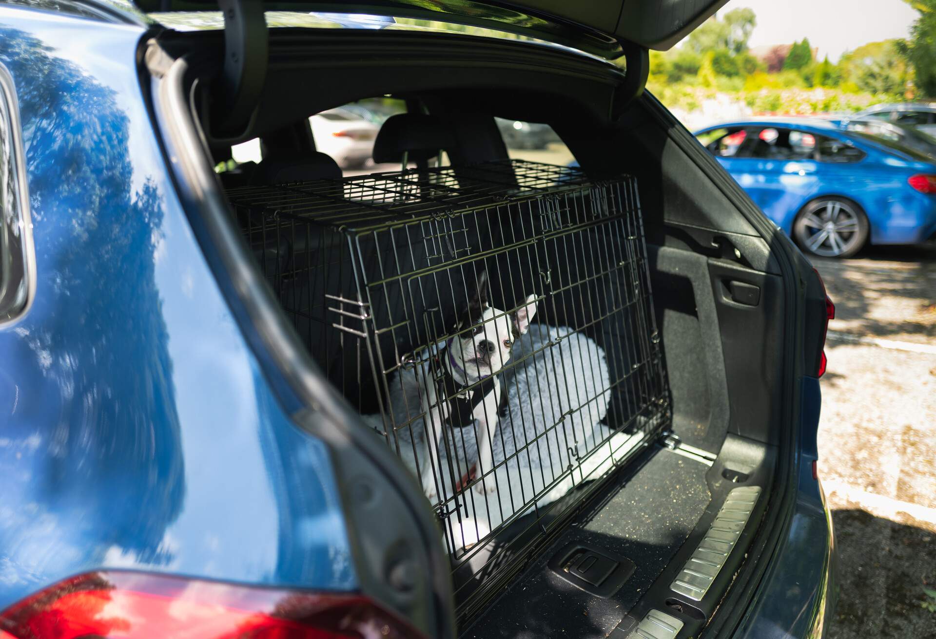 Cute Boston Terrier puppy in a cage in the boot of a car. The car is stationary and the boot door is open