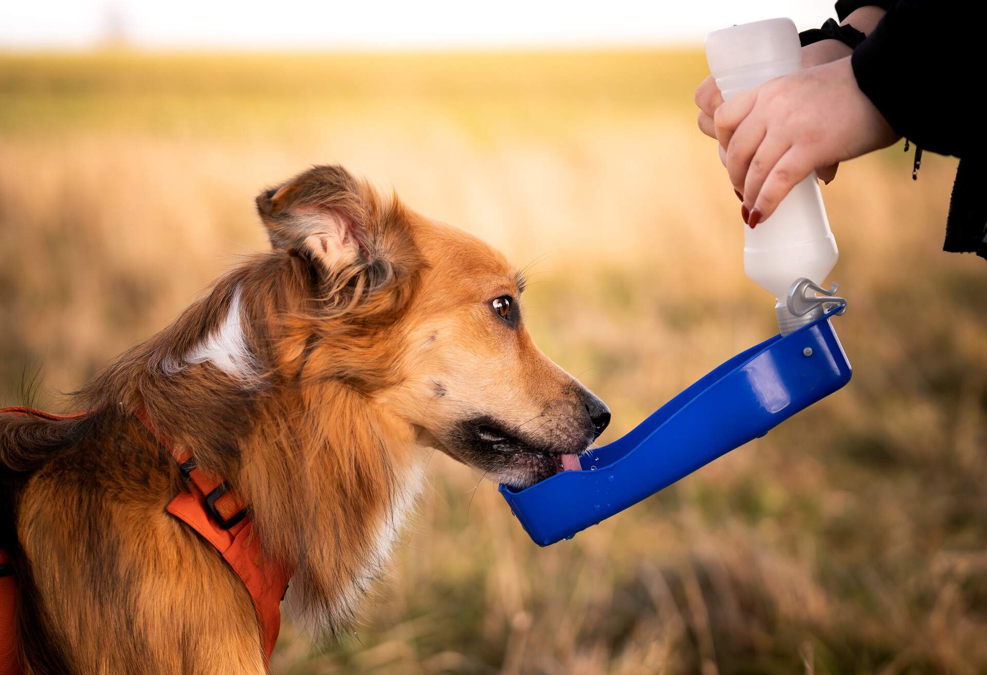 The owner gives his dog water while walking. Border collie dog drinks water from a tourist bowl. Outdoor photo