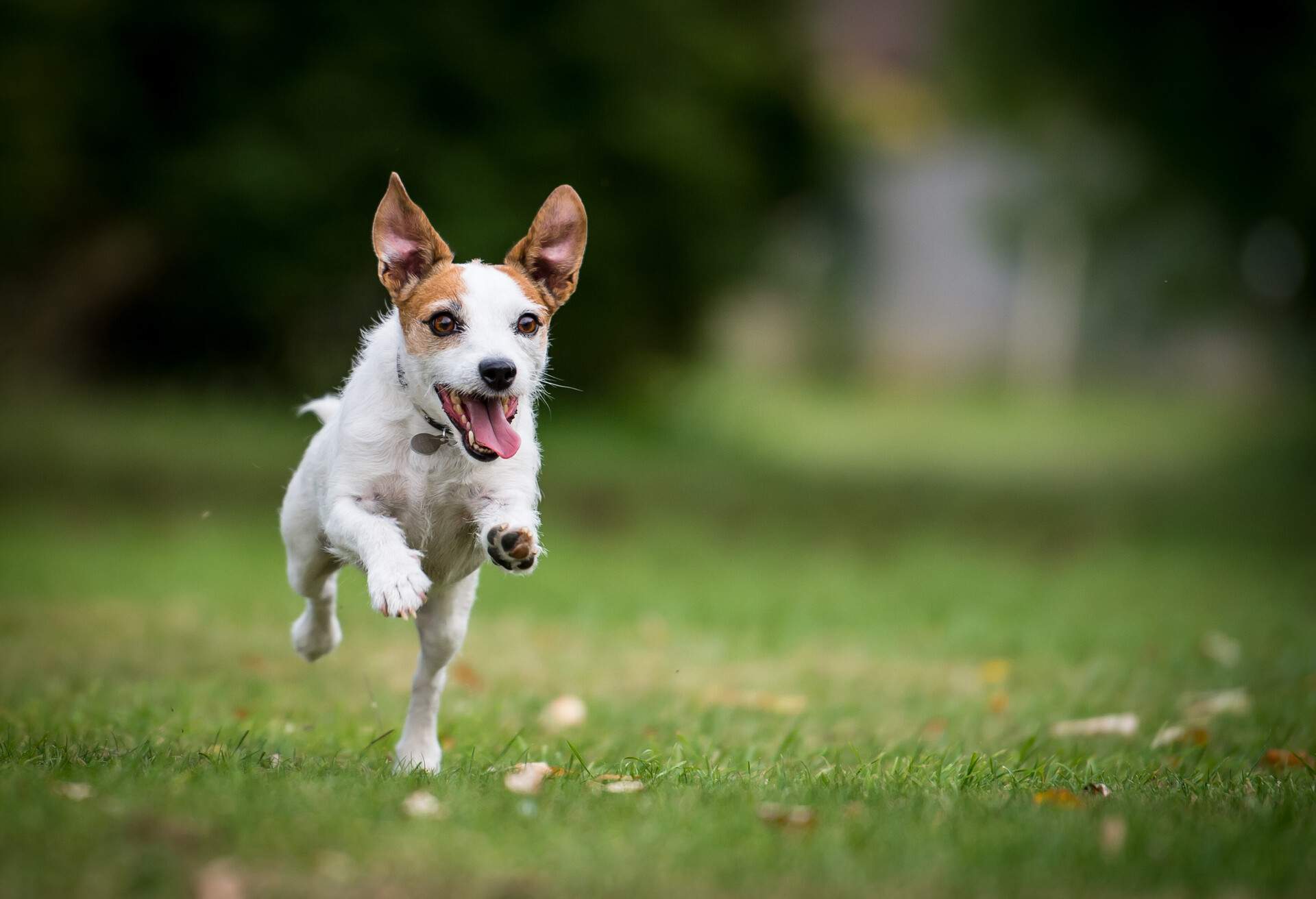 A Jack Russell running in a park