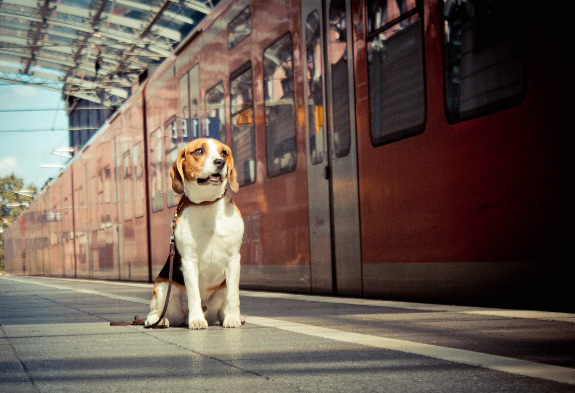 THEME_ANIMAL_DOG_TRAIN_STATION_GettyImages