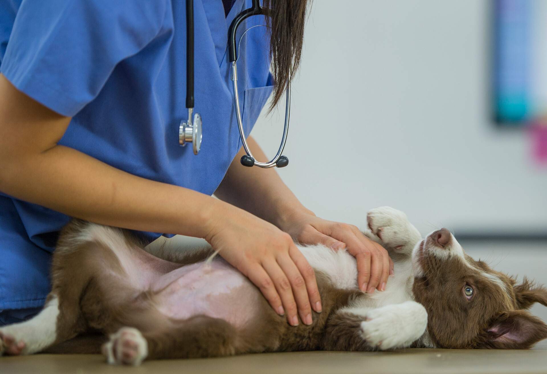 A border collie puppy is lying with his belly up on a table, looking happy and cute. There is an unrecognizable veterinarian petting him. She is wearing a stethoscope and blue scrubs inside a veterinarian clinic.