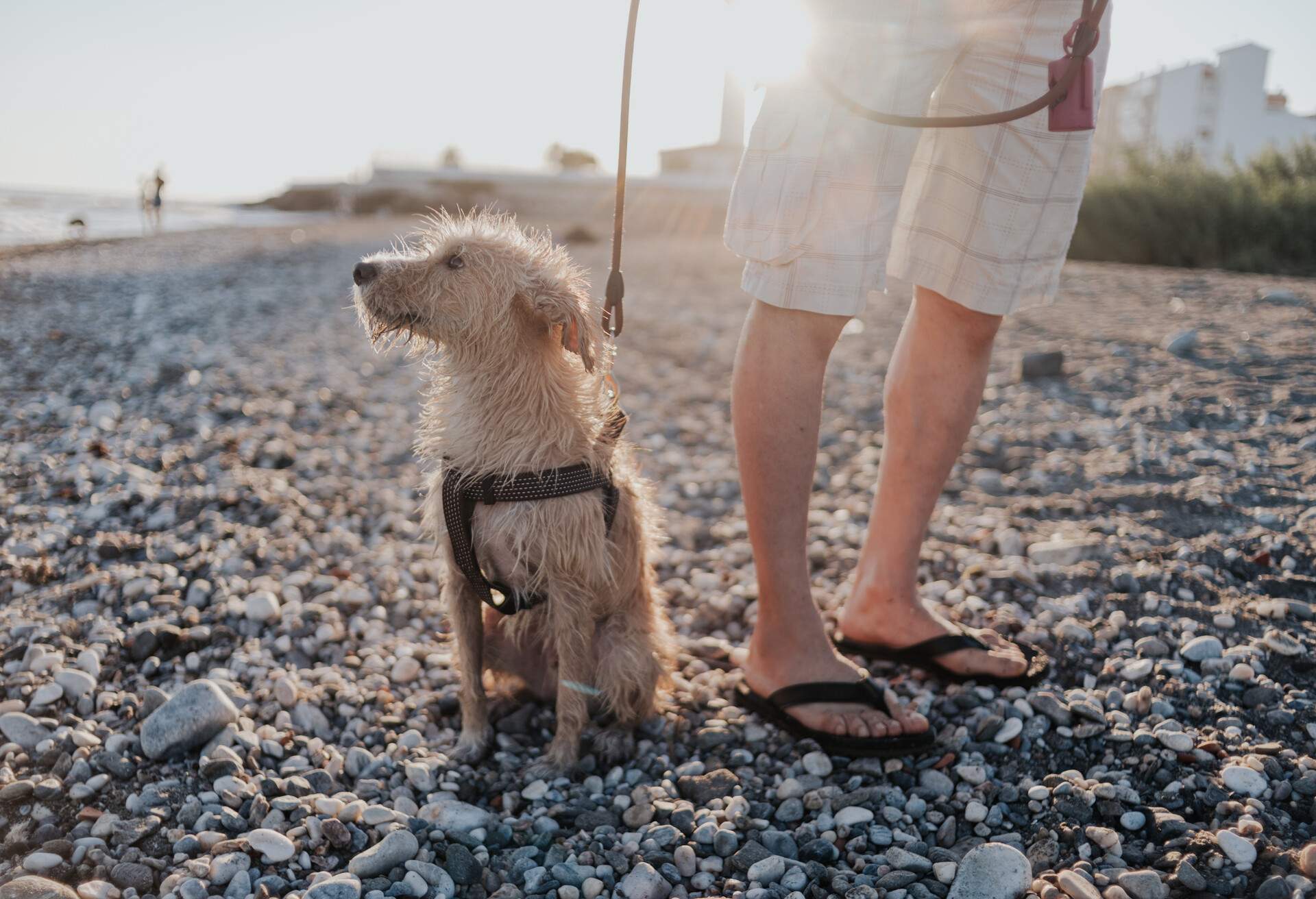 THEME_BECH_PETS_DOG_GettyImages-1270399196