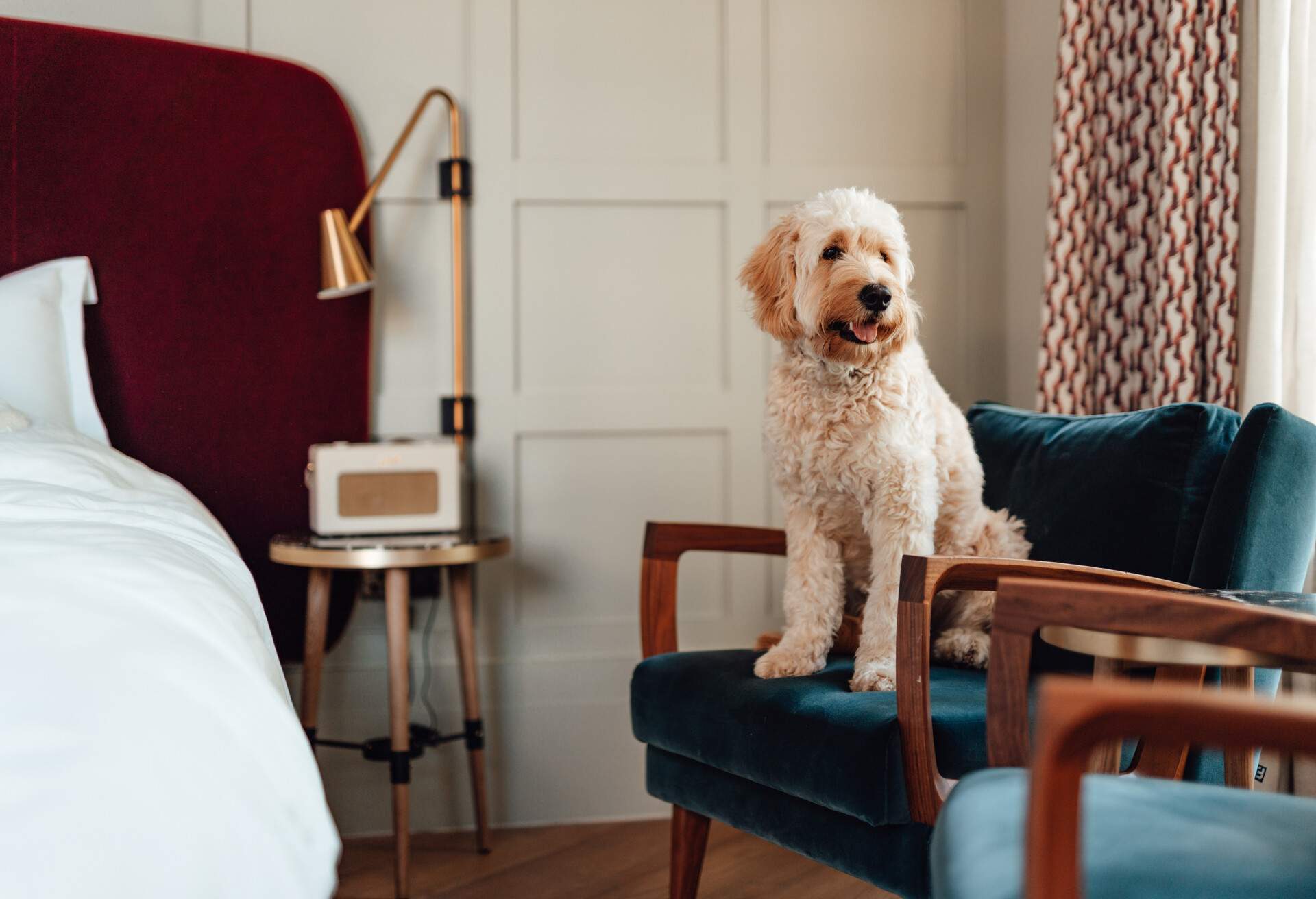 THEME_HOTEL_PETS_DOG_GettyImages