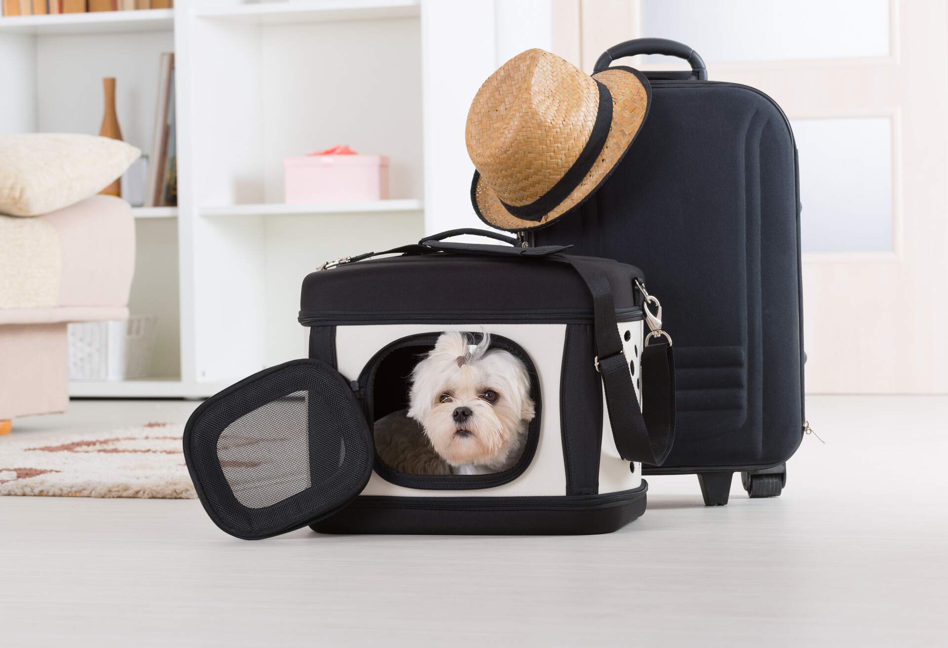 THEME_TRAVEL_PETS_DOGS_GettyImages-501293323.jpg