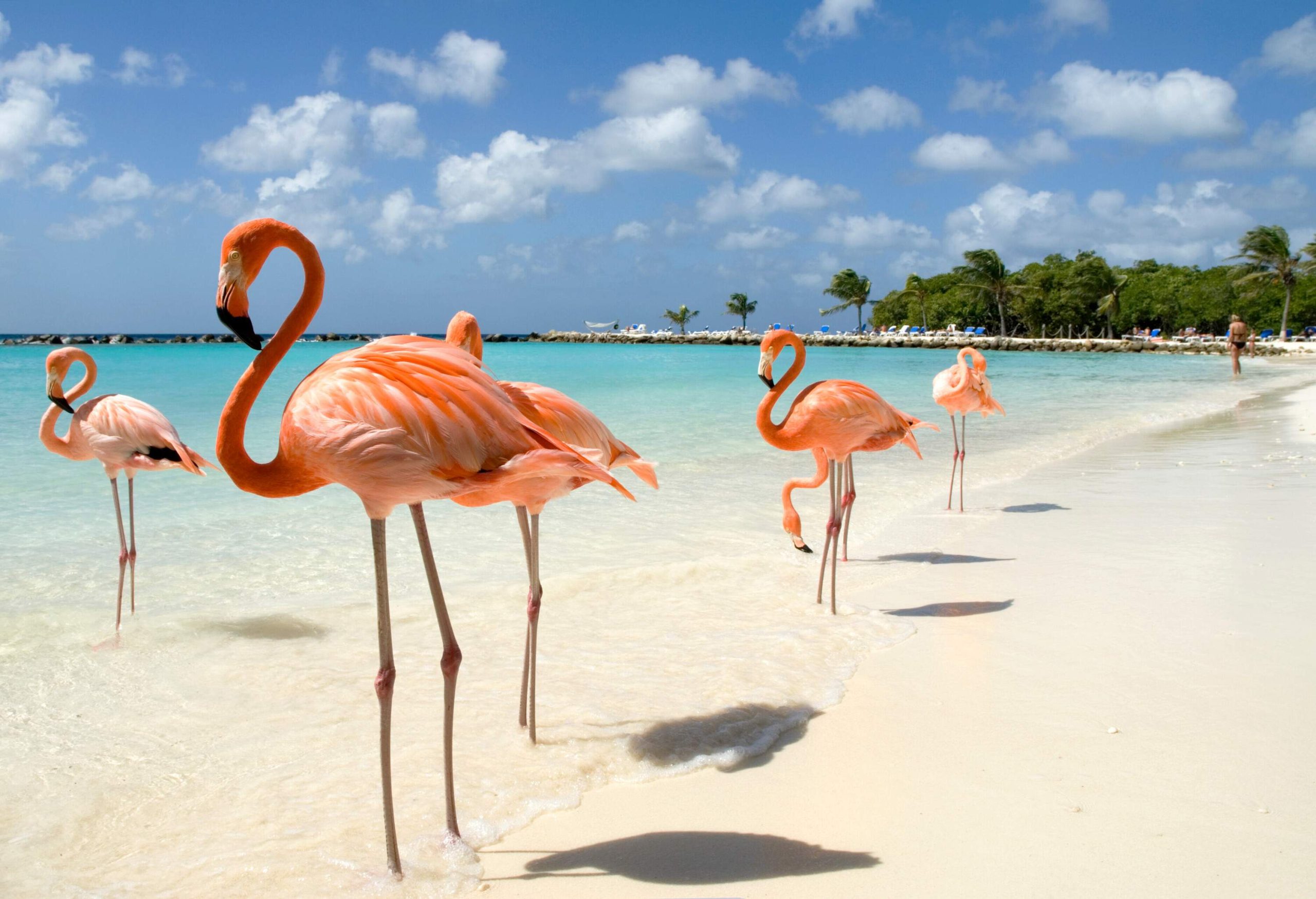 A flock of white and pink feathered flamingos standing on a white beach.