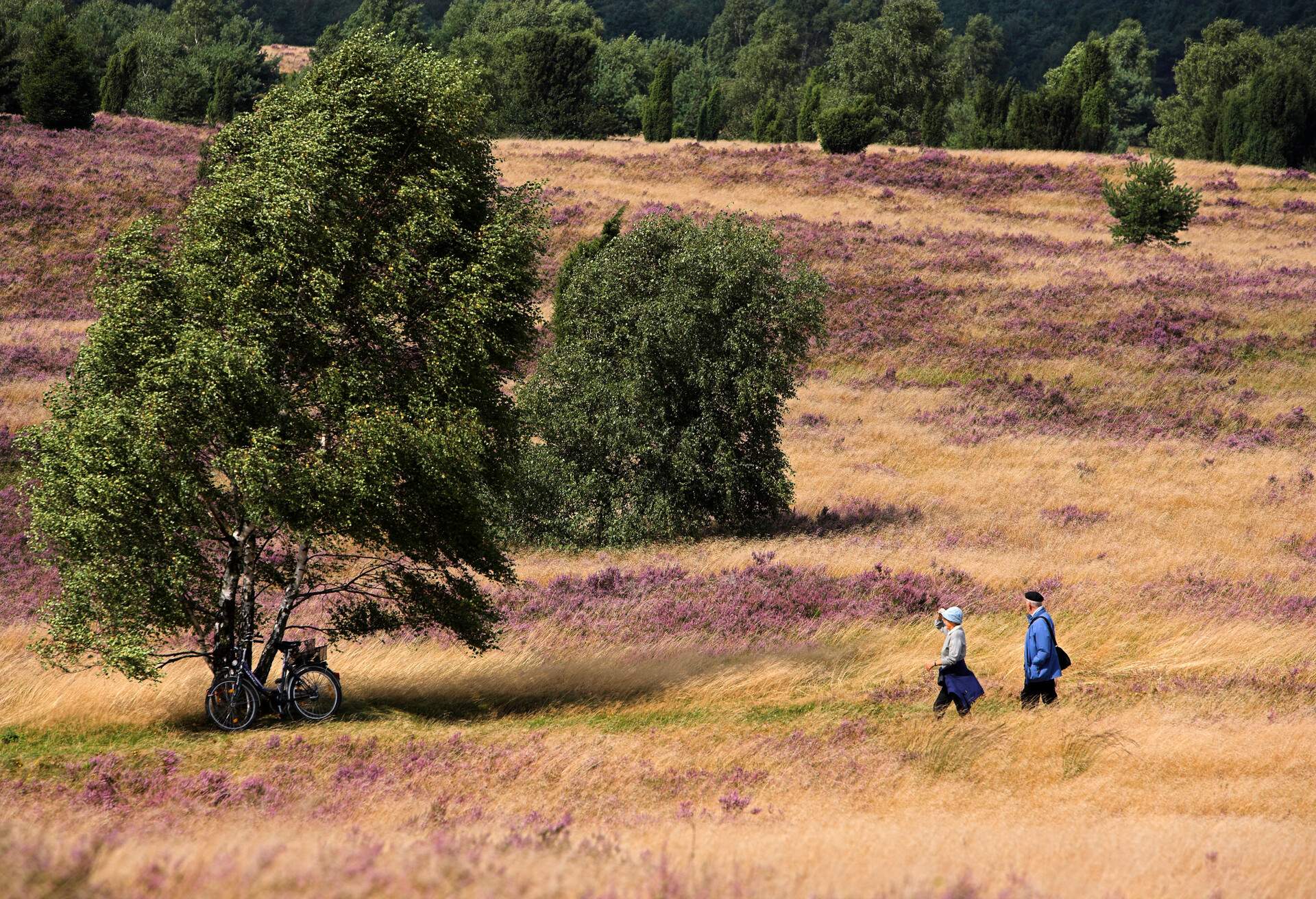 DEST_GERMANY_LOWER-SAXONY_LUNEBURGER-HEIDE_GettyImages-90401357