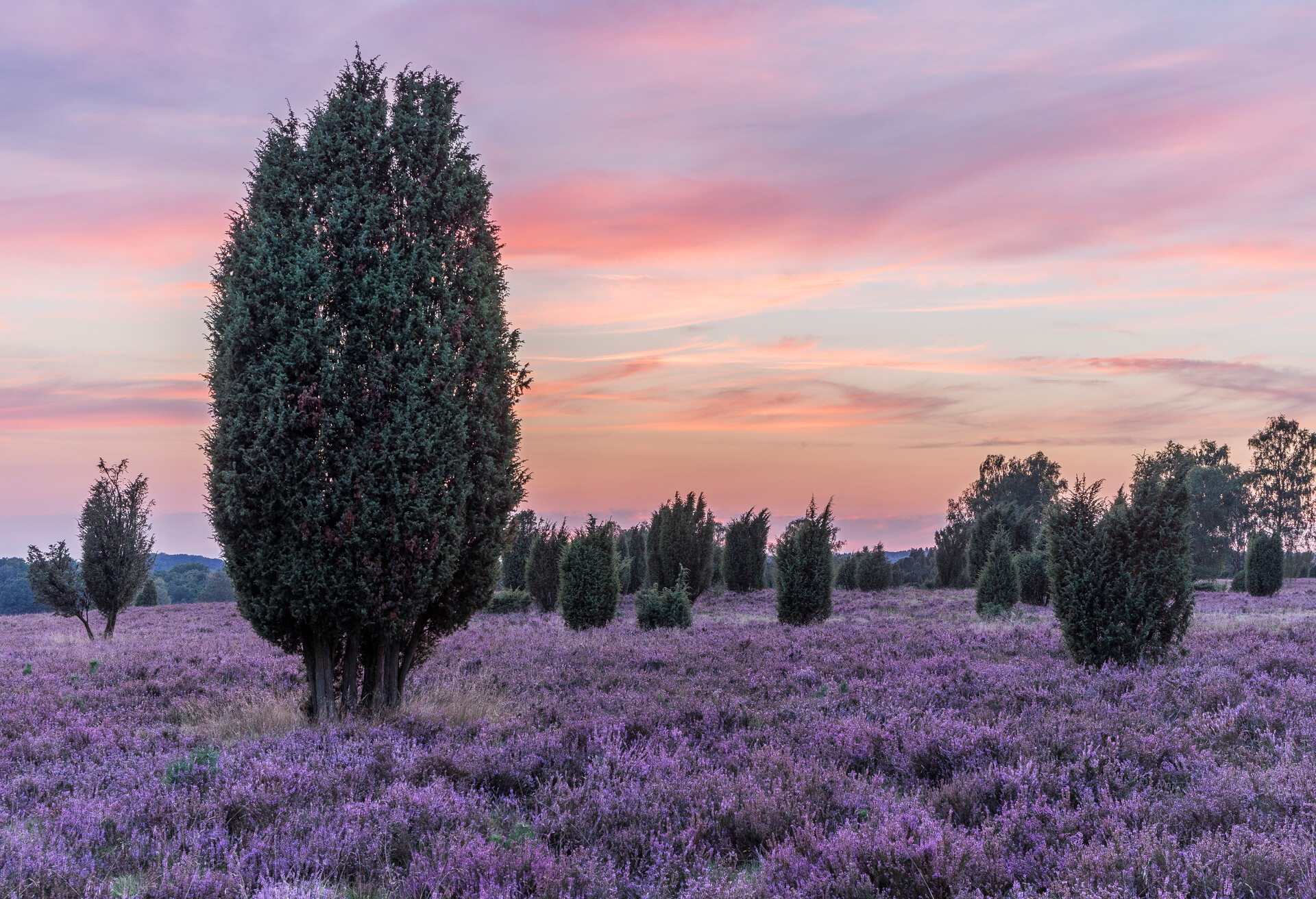 DEST_GERMANY_LÜNEBURGER-HEIDE_GettyImages-535652099