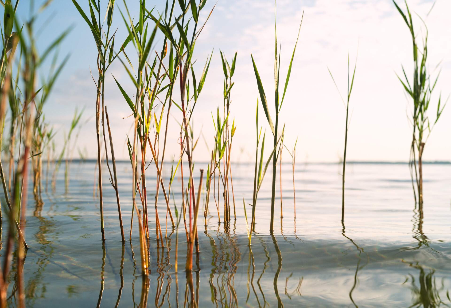 Declining reed shore, the stock is thinned out, example of reed decline in Mecklenburg-Vorpommern and Brandenburg State