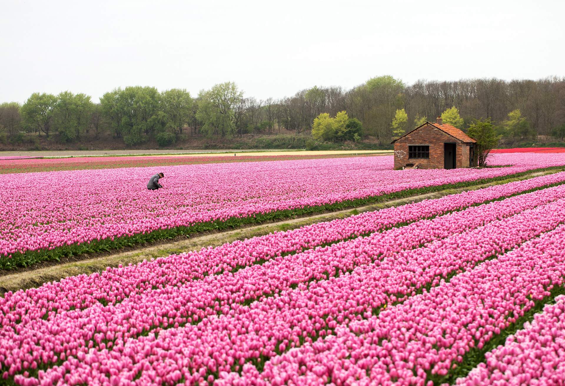 DEST_NETHERLANDS_Bollenstreek_shutterstock-premier_758149372