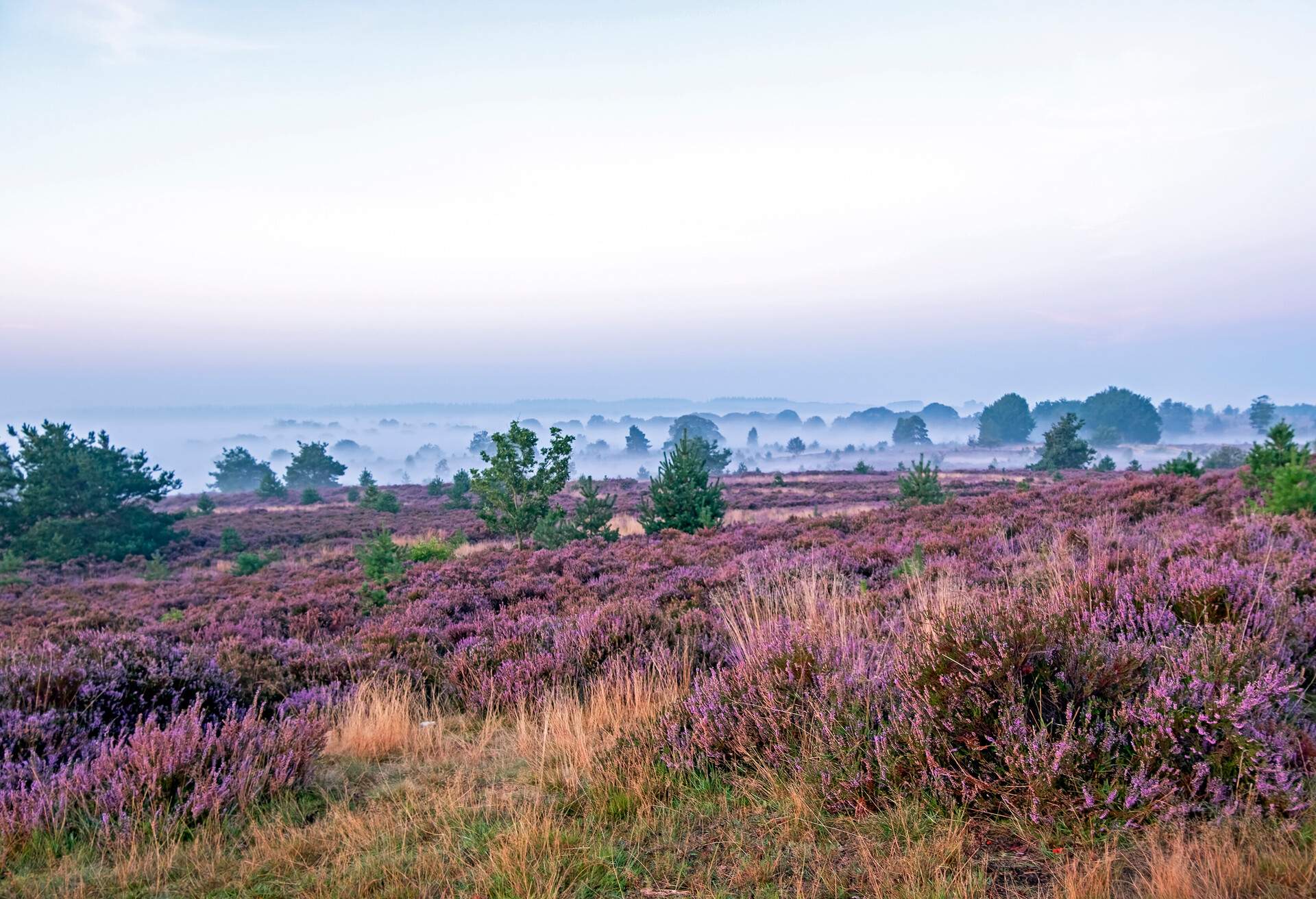 DEST_NETHERLANDS_De Hoge Veluwe National Park_GettyImages-1347716709