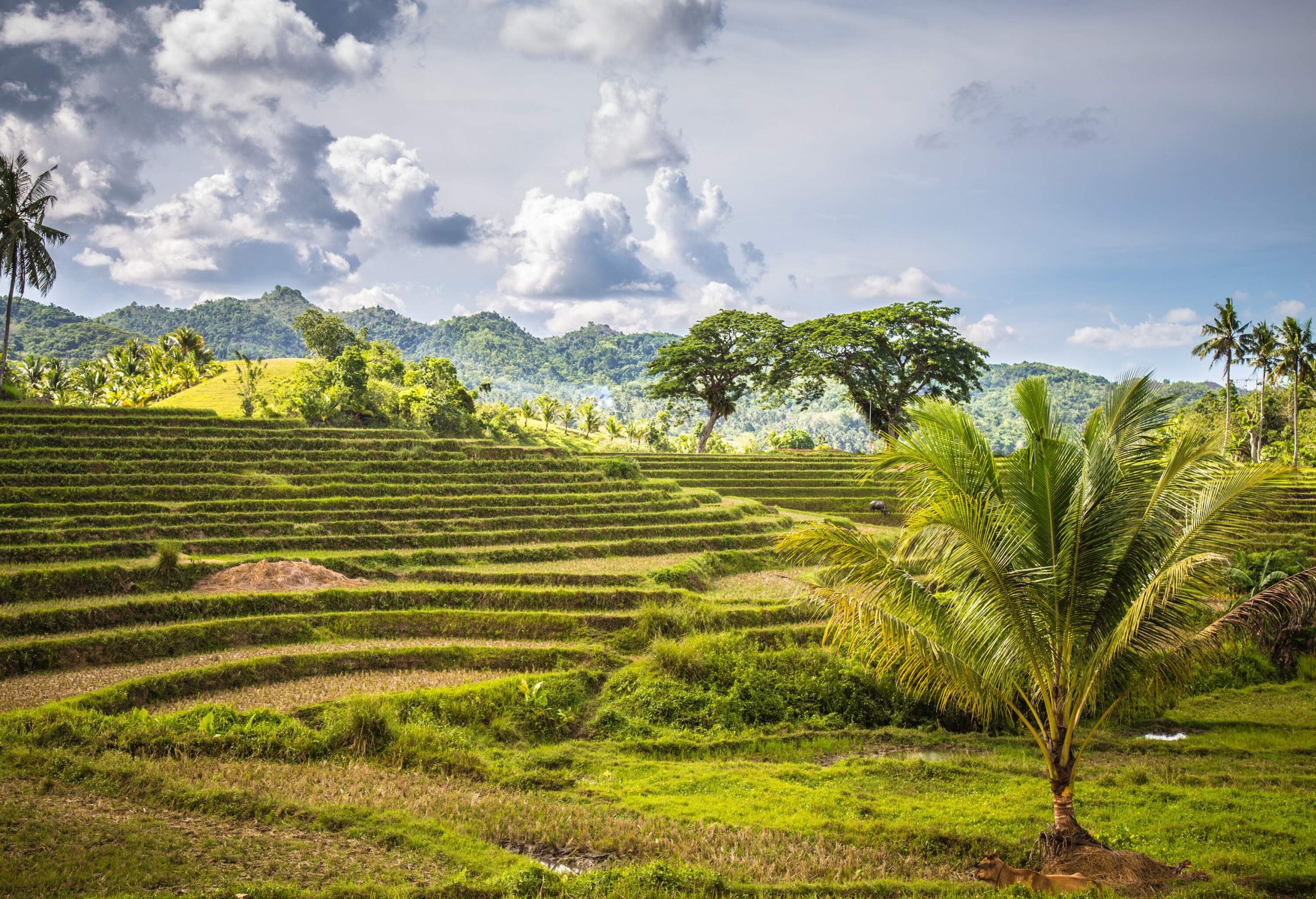 Low-rise Rice Terraces, enveloped by lush greens and trees.