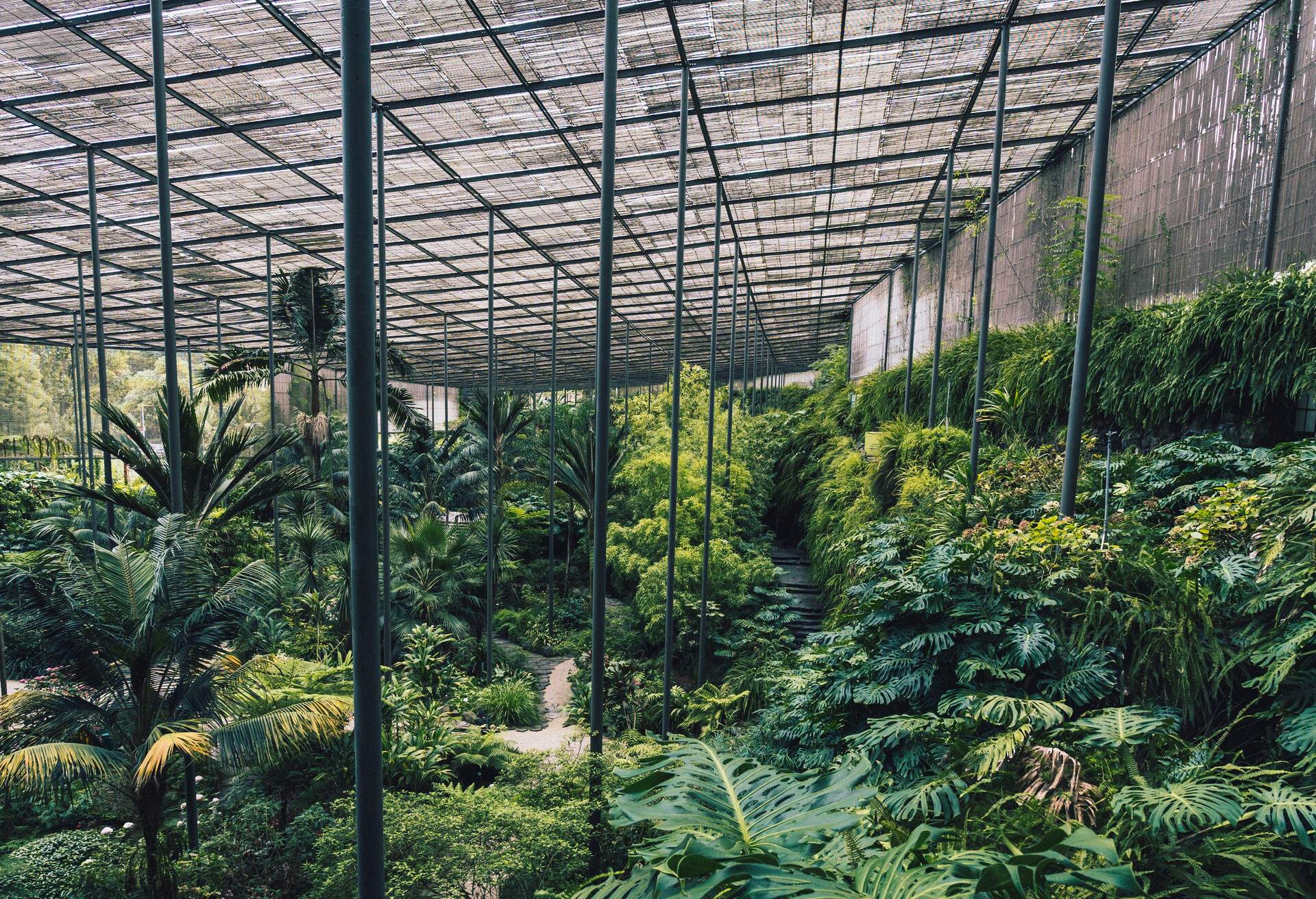 Greenhouse in botanical garden in Lisbon, Portugal. Plants and trees in hot and humid environment.