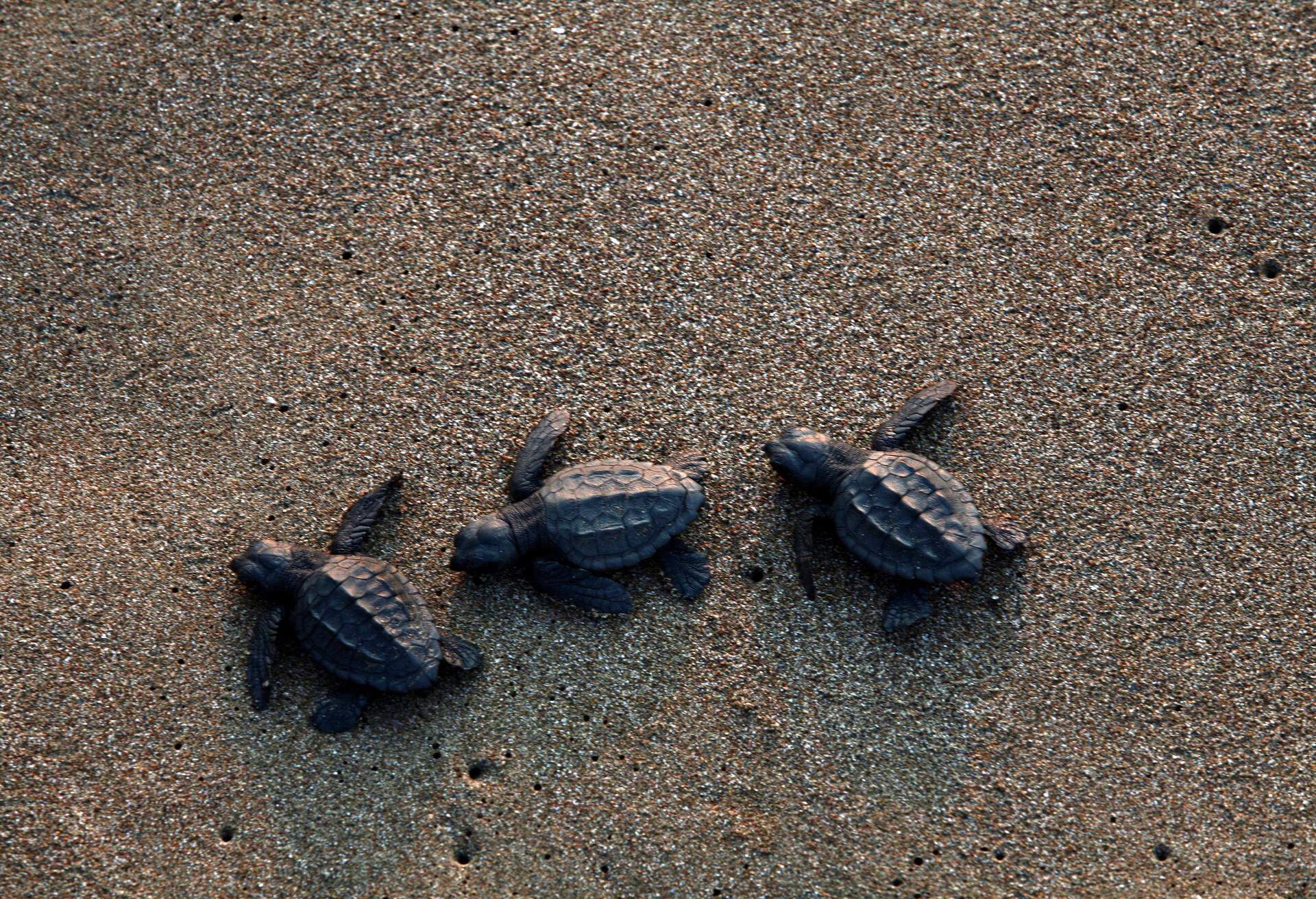 The journey of baby caretta carettas to the sea at the world famous Iztuzu beach of Muğla