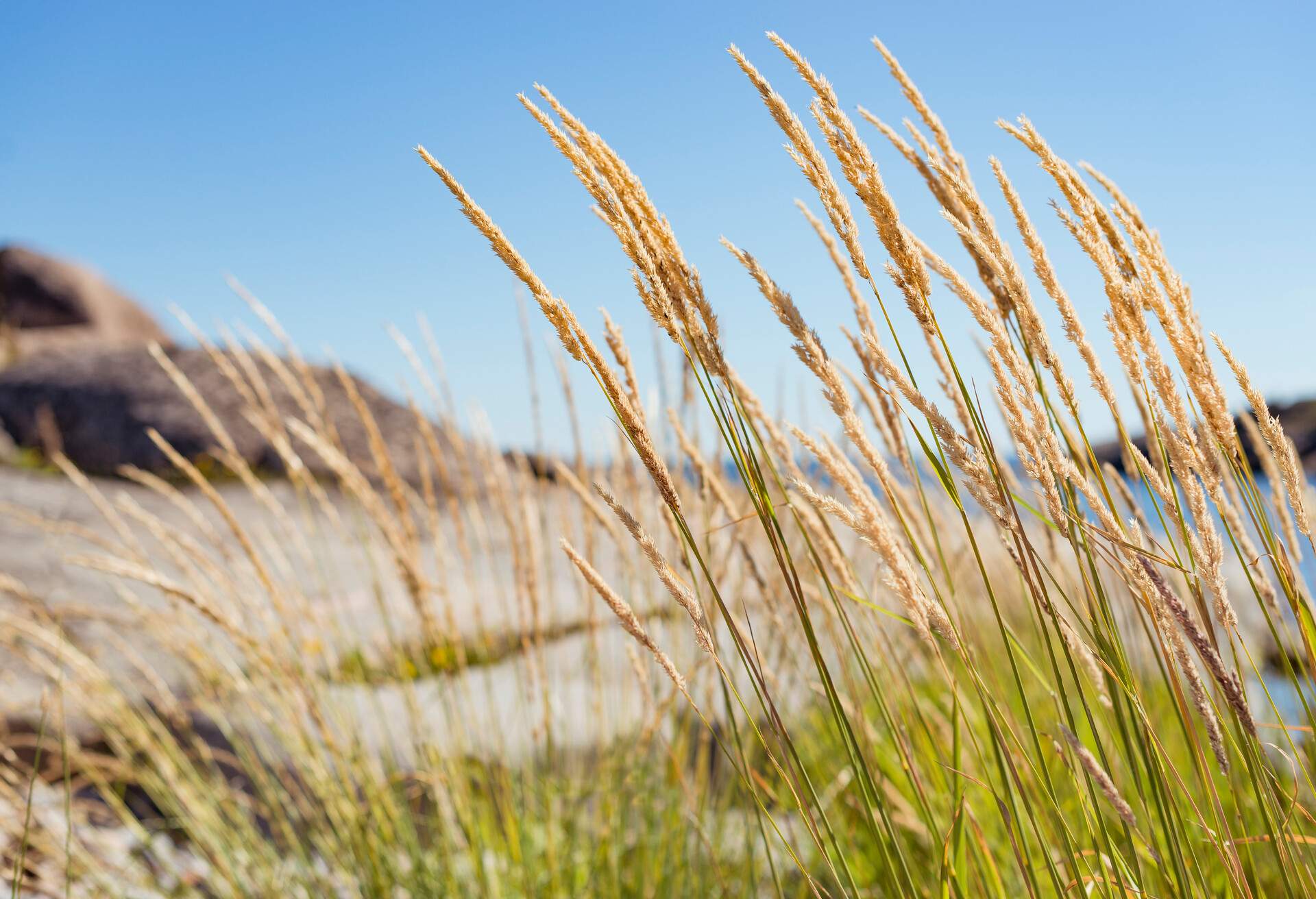 THEME_BEACH_GRASS_SEA_GettyImages-707446901