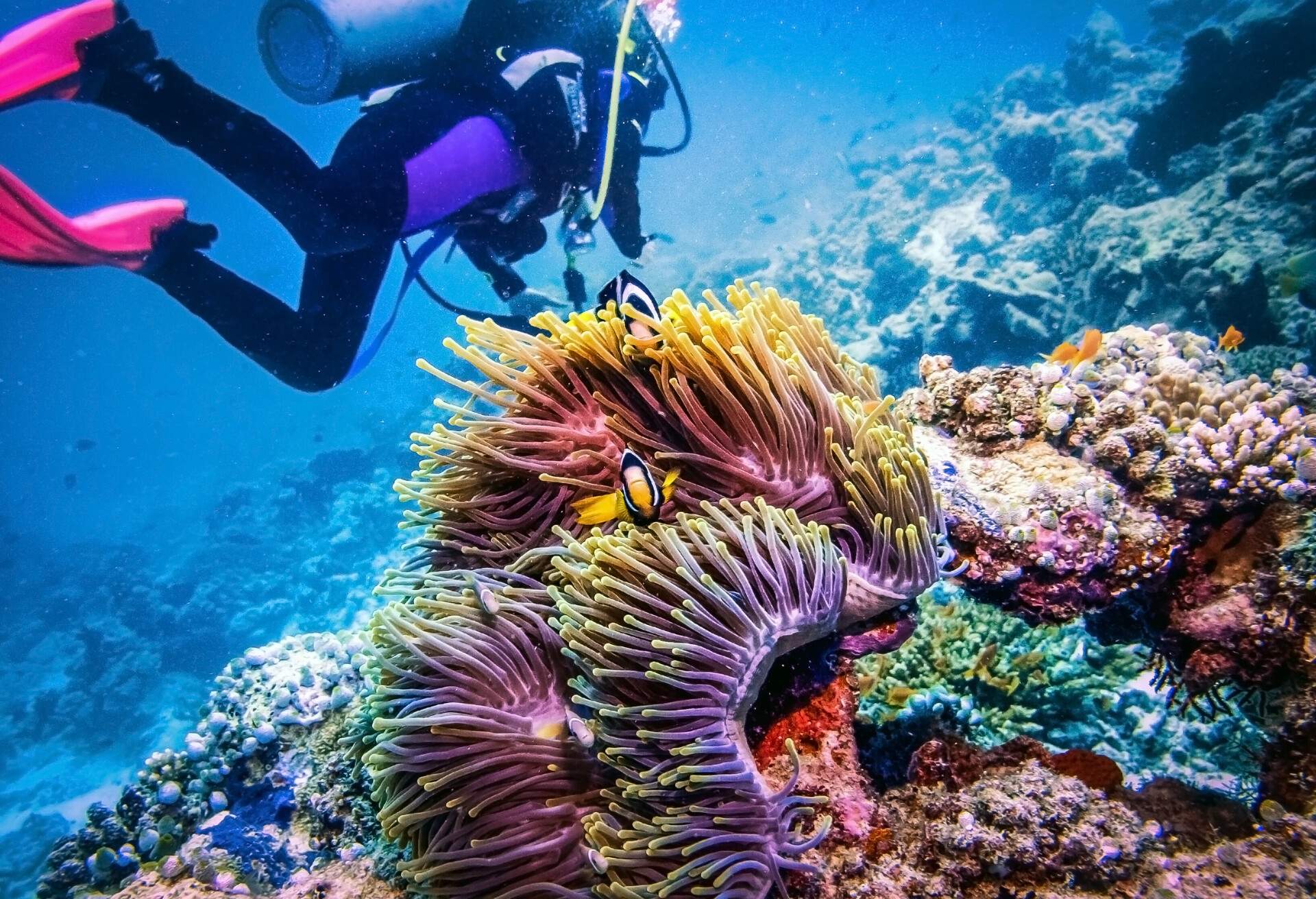 A person scuba diving among the beautiful reef at the bottom of the ocean.