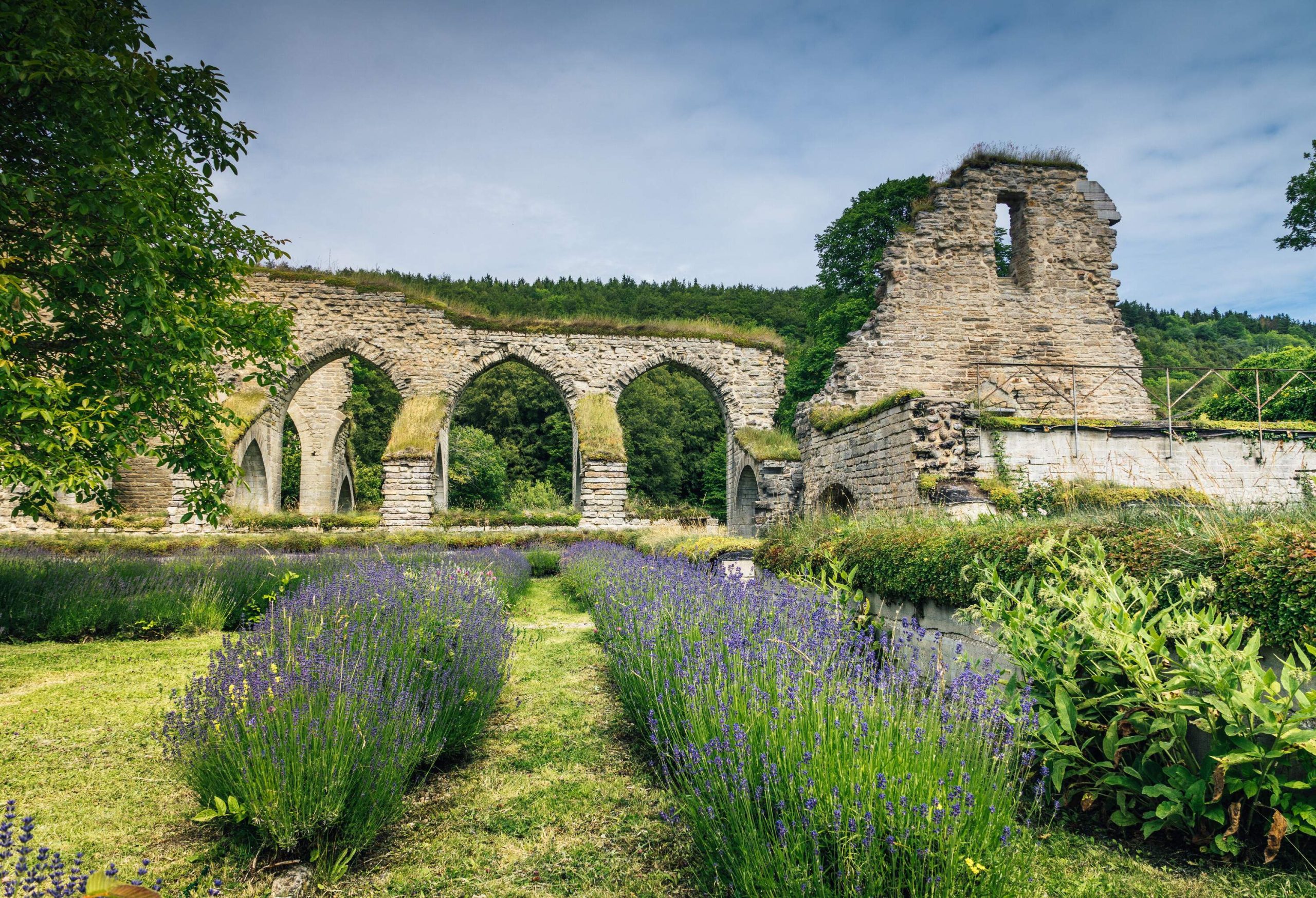 Ruin of a 900 year old monastery or cloister located in Alvastra in Sweden. Rows of lavender growing in the foreground