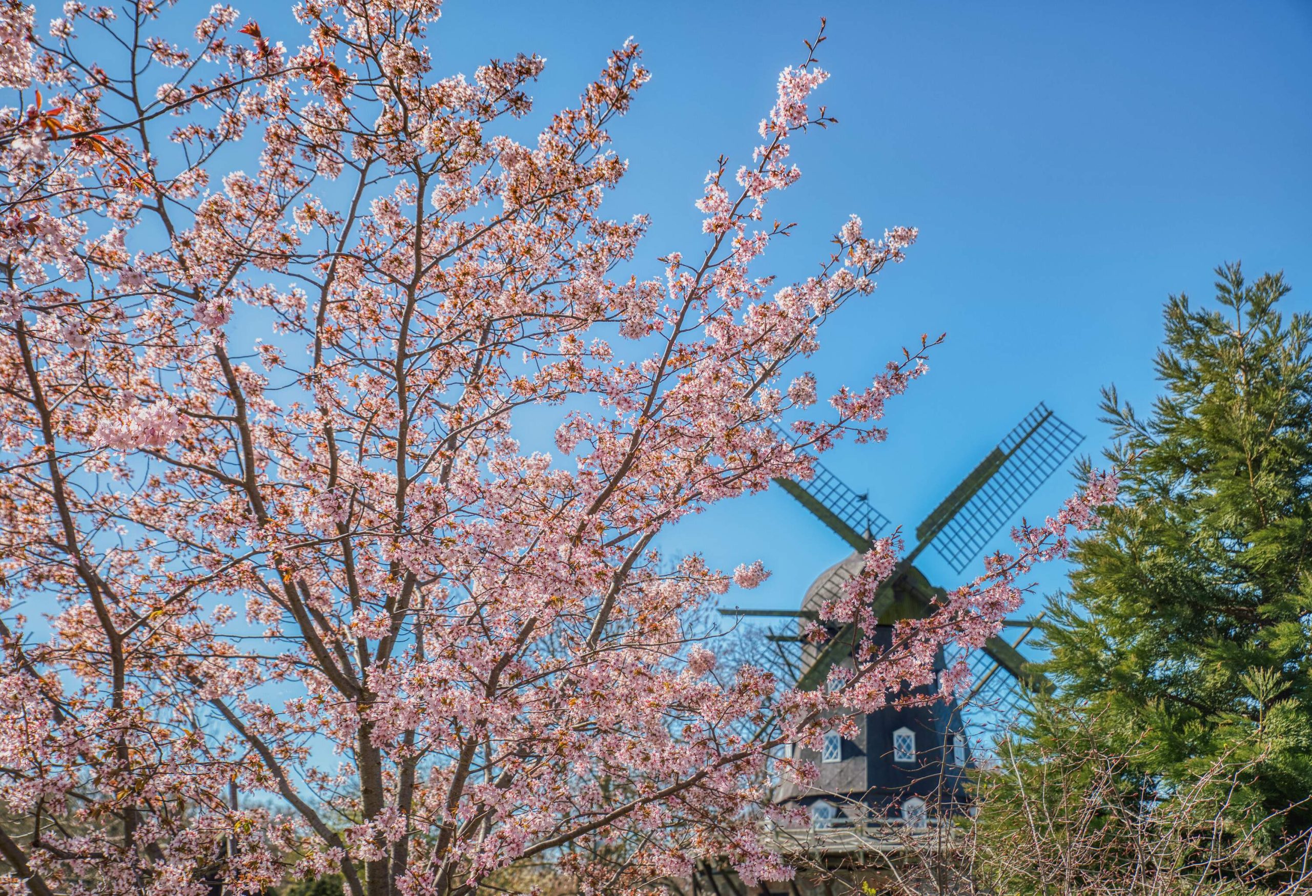 A blossoming cherry tree with an old windmill in the background.